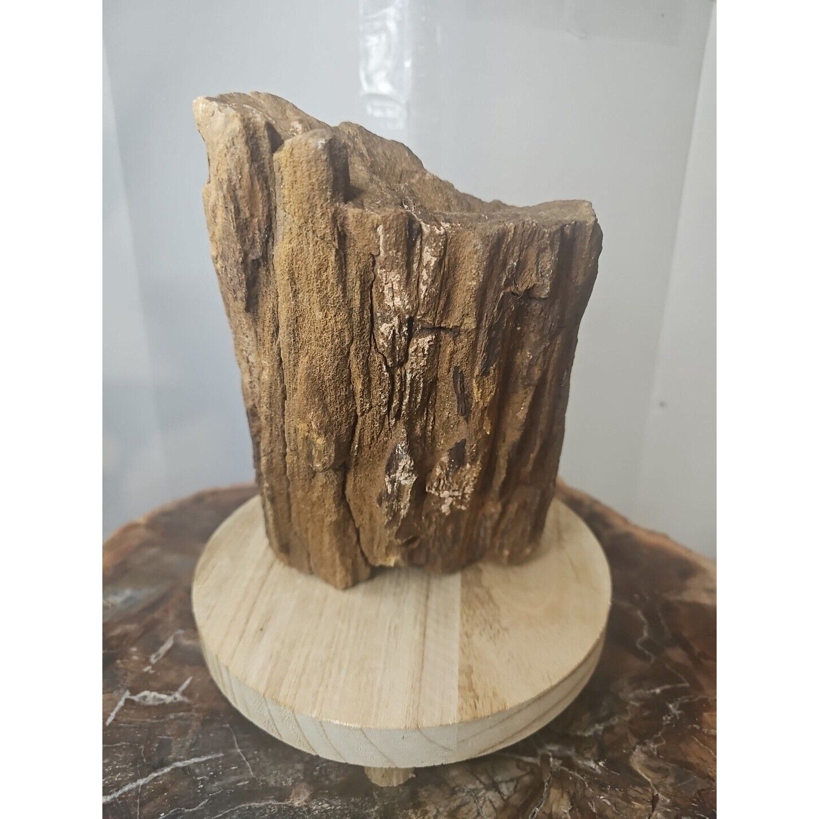 ❤️‍🔥Texas Petrified Wood! Raw Cool Details W/Stand Great Display by CrystalCloud Company