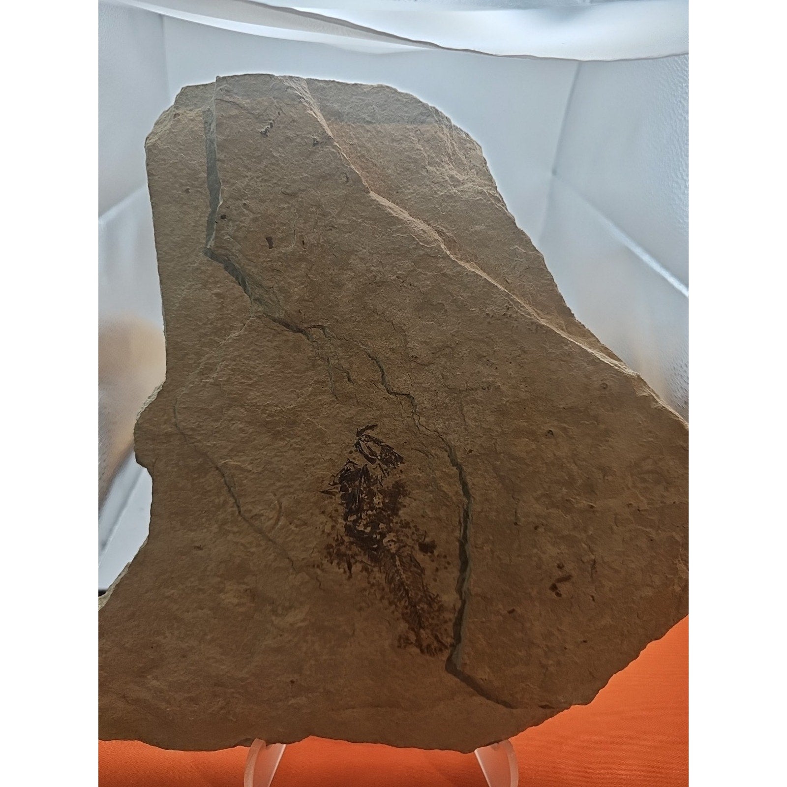 6lbs Fish fossil plate W/stand by CrystalCloud Company