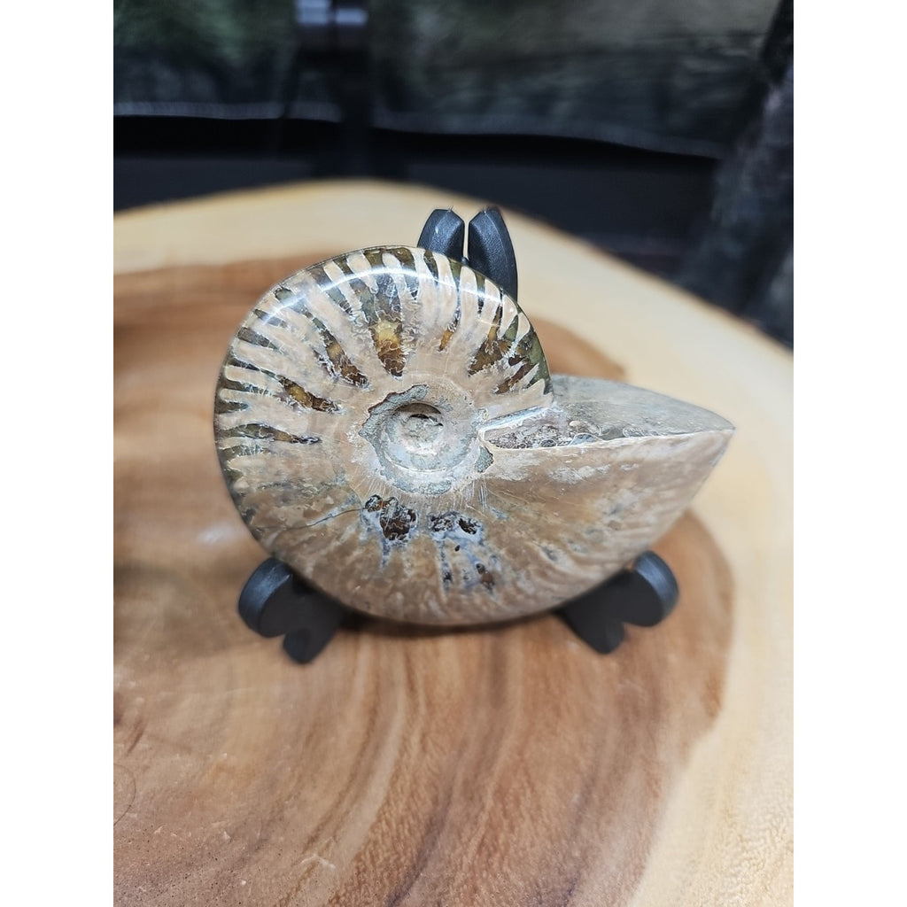 1 Each Ammonite Fossil Polished From Madagascar 145-175 Grams W/stand by CrystalCloud Company