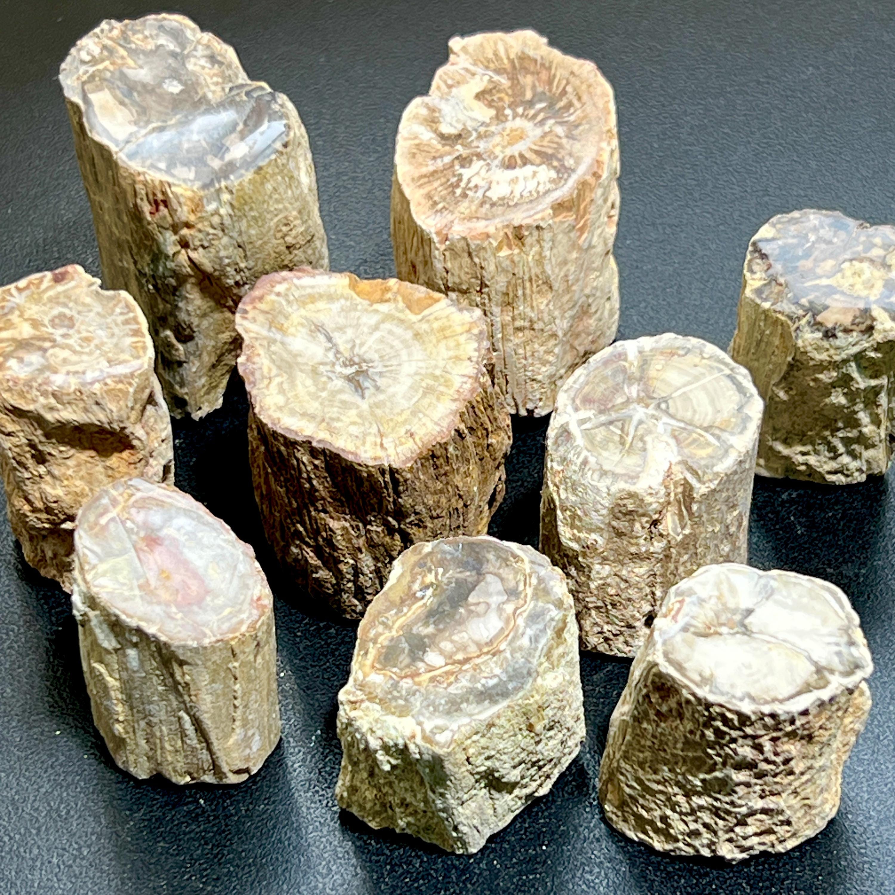 Petrified Wood Slices (By The Piece or Pound) Rough Carving Wholesale