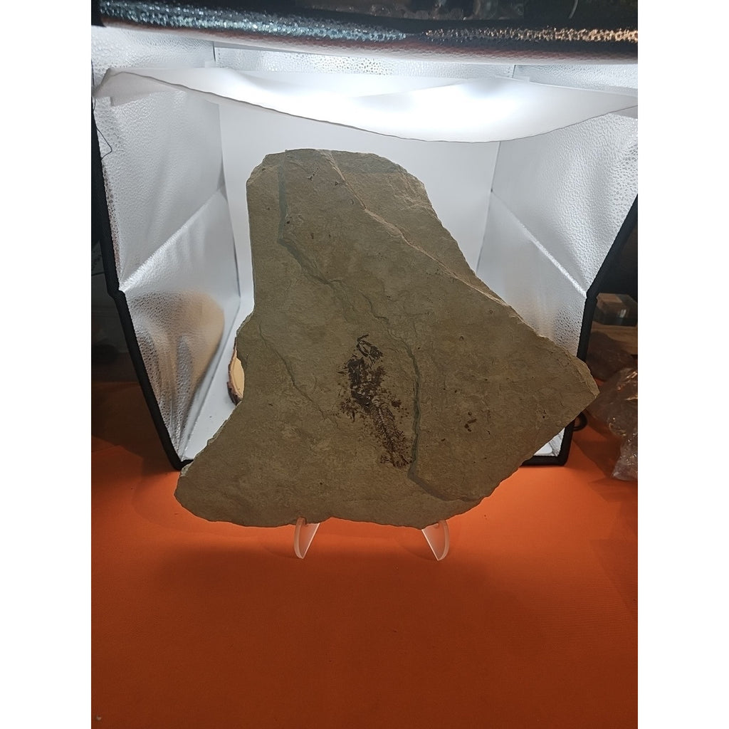 6lbs Fish fossil plate W/stand by CrystalCloud Company
