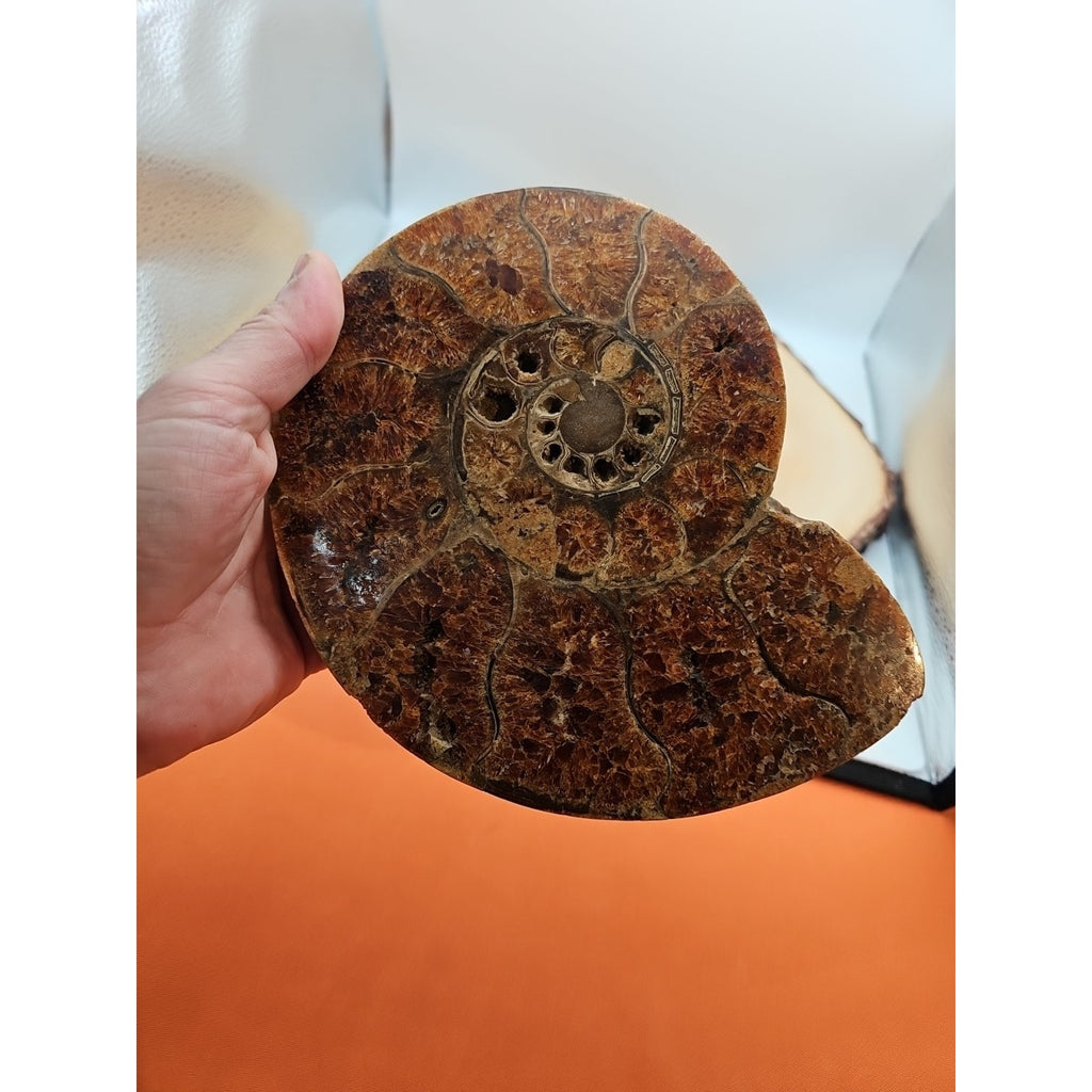2.36LB Rare! Natural Ammonite Fossil Specimen Shell Madagascar by CrystalCloud Company