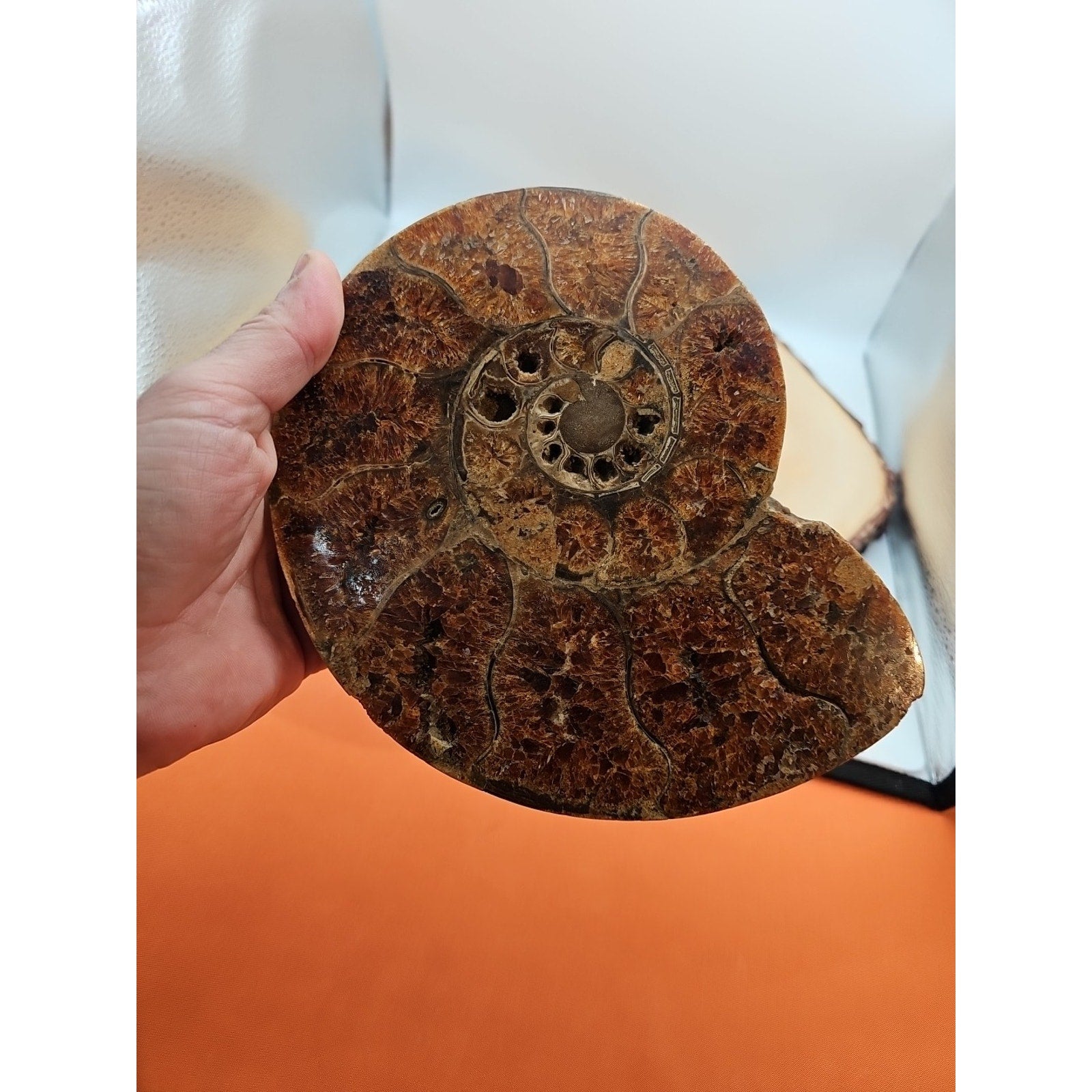 2.36LB Rare! Natural Ammonite Fossil Specimen Shell Madagascar by CrystalCloud Company