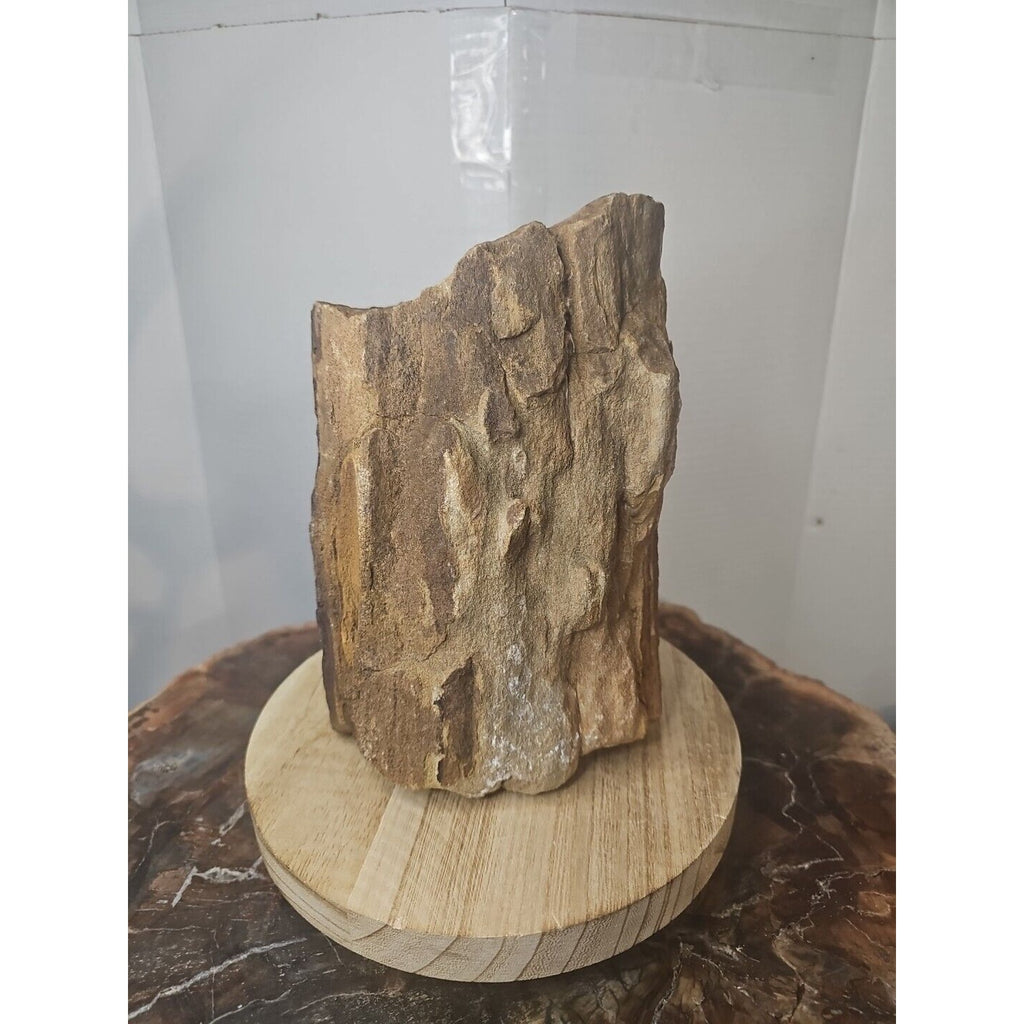 ❤️‍🔥Texas Petrified Wood! Raw Cool Details W/Stand Great Display by CrystalCloud Company