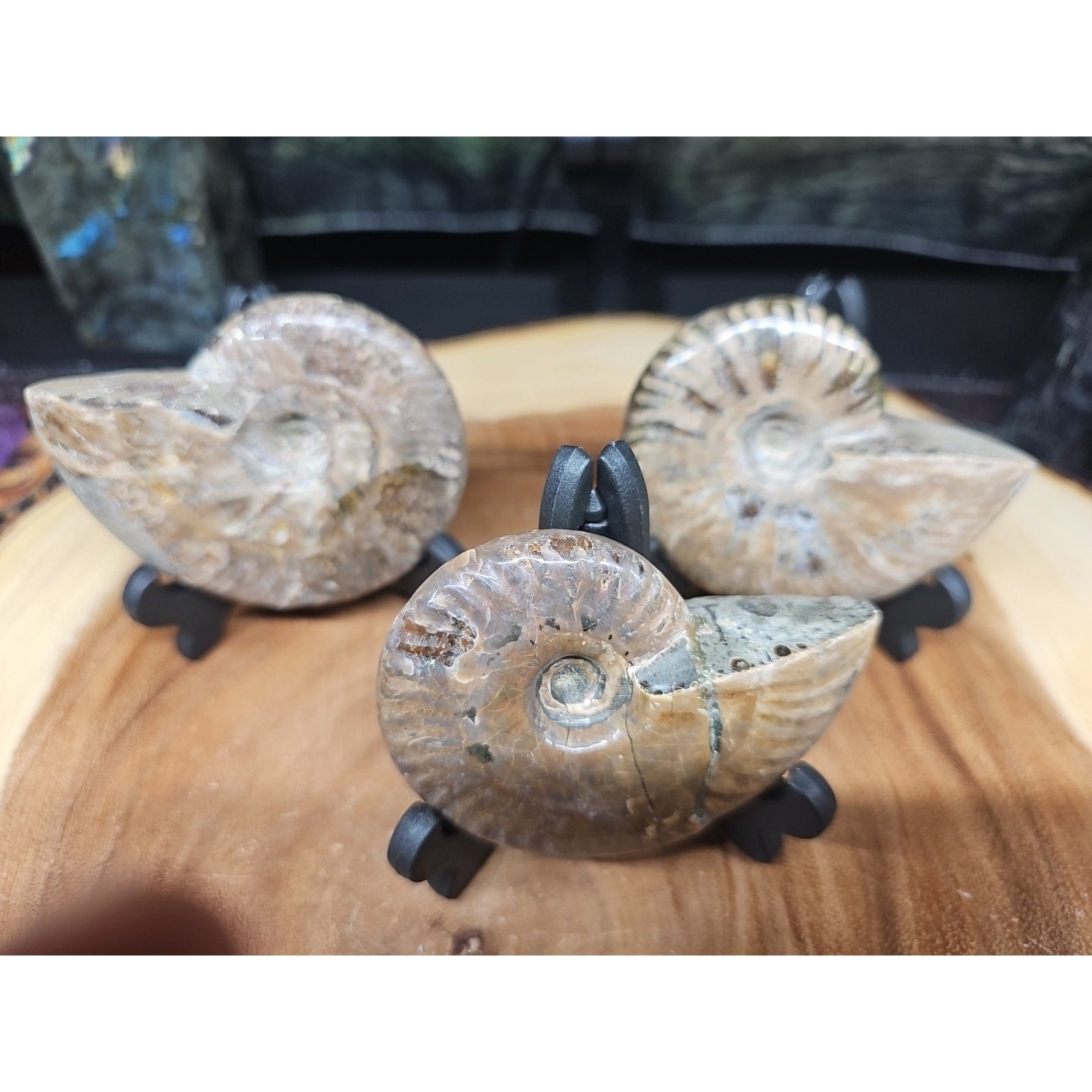 1 Each Ammonite Fossil Polished From Madagascar 145-175 Grams W/stand by CrystalCloud Company