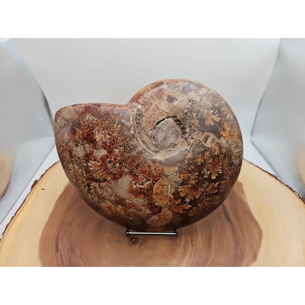 2.36LB Rare! Natural Ammonite Fossil Specimen Shell Madagascar by CrystalCloud Company