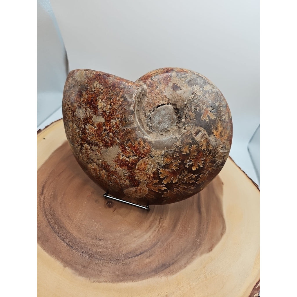2.36LB Rare! Natural Ammonite Fossil Specimen Shell Madagascar by CrystalCloud Company