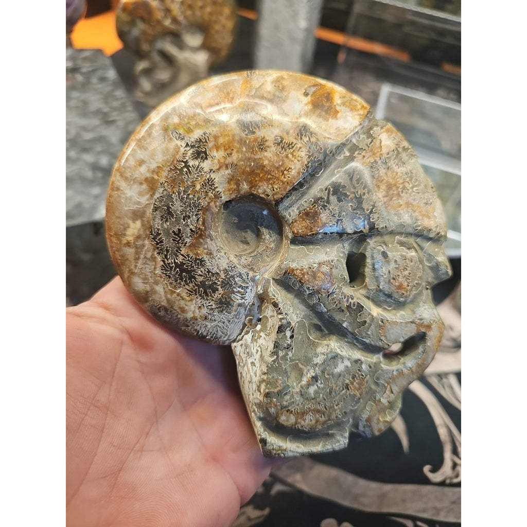 1.12LB Natural Madagascar Ammonite Fossil - Ancient Geometry Specimen | CrystalCloud Company by CrystalCloud Company