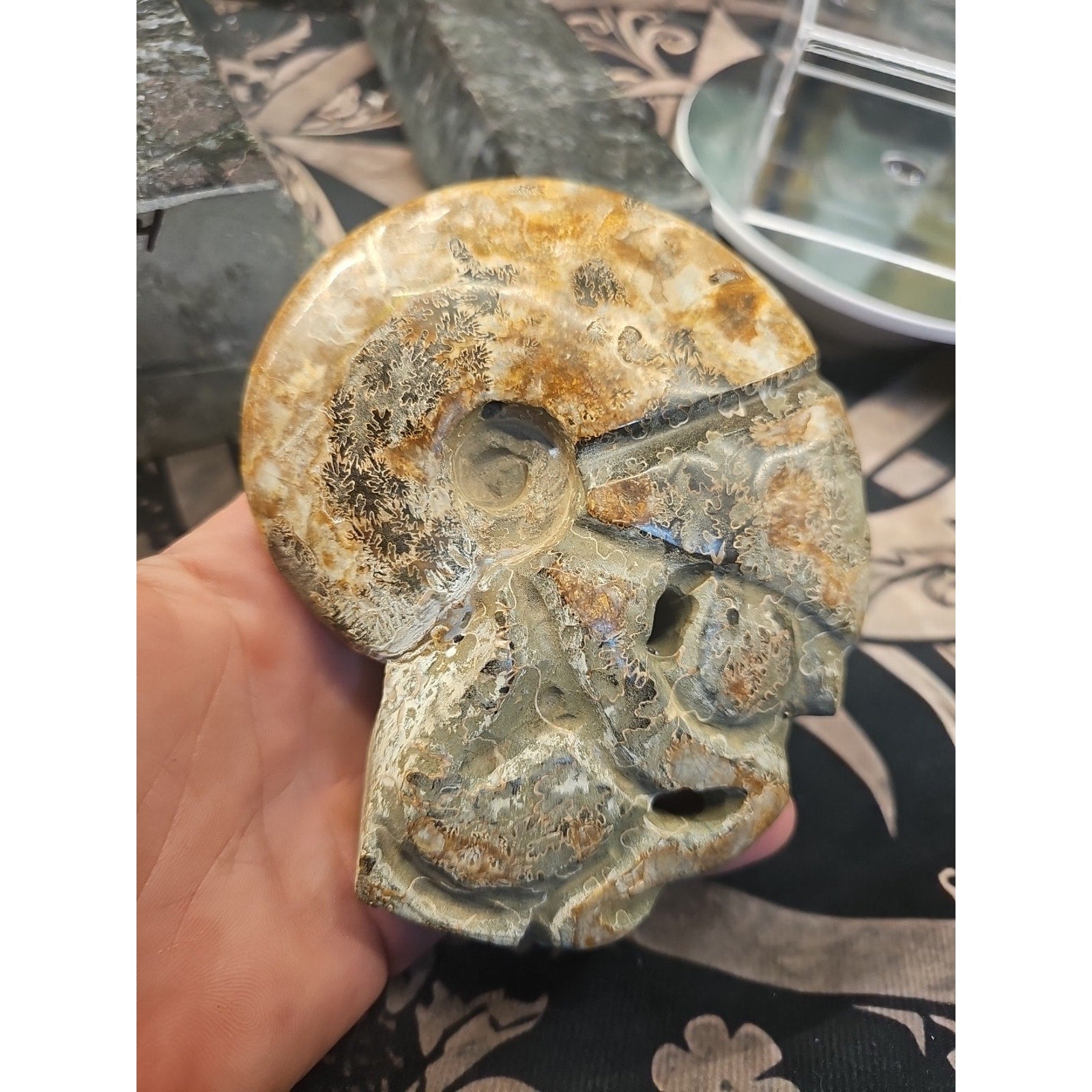 1.12LB Natural Madagascar Ammonite Fossil - Ancient Geometry Specimen | CrystalCloud Company by CrystalCloud Company