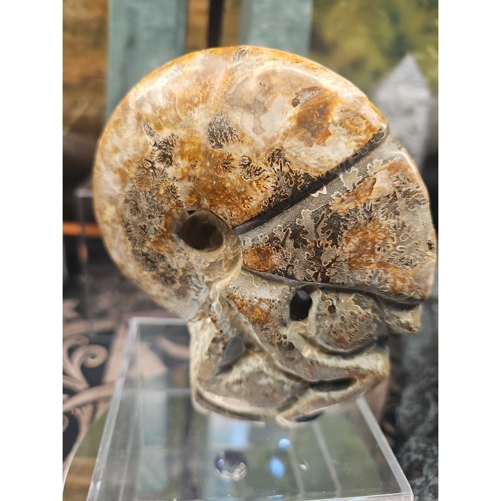 1.12LB Natural Madagascar Ammonite Fossil - Ancient Geometry Specimen | CrystalCloud Company by CrystalCloud Company
