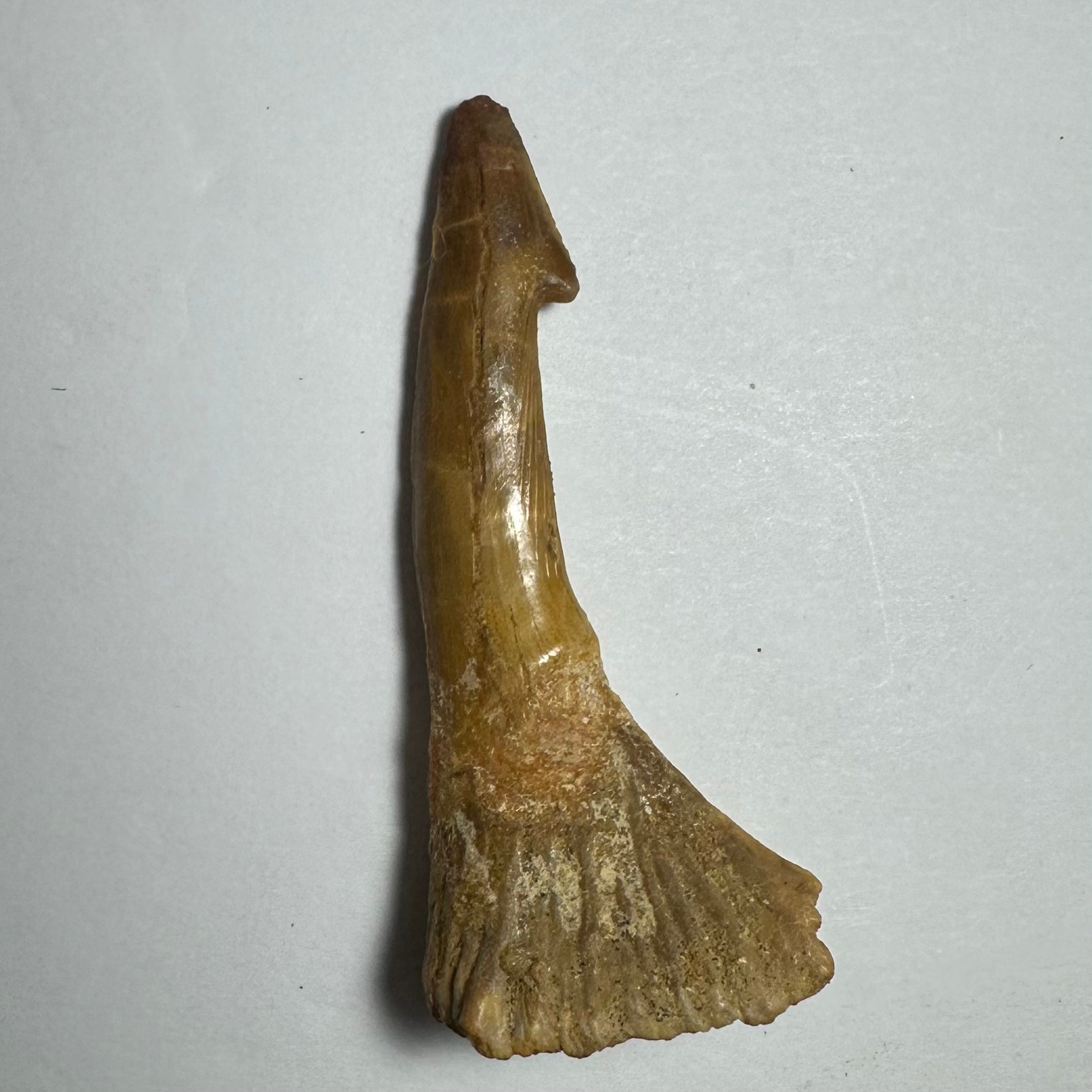 Onchopristis Barb/Tooth (MD)