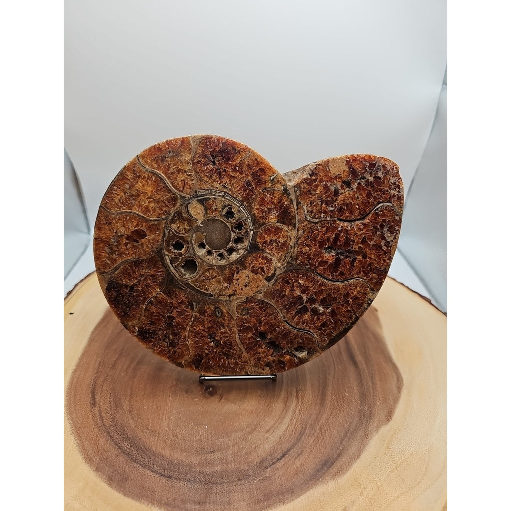 2.36LB Rare! Natural Ammonite Fossil Specimen Shell Madagascar by CrystalCloud Company