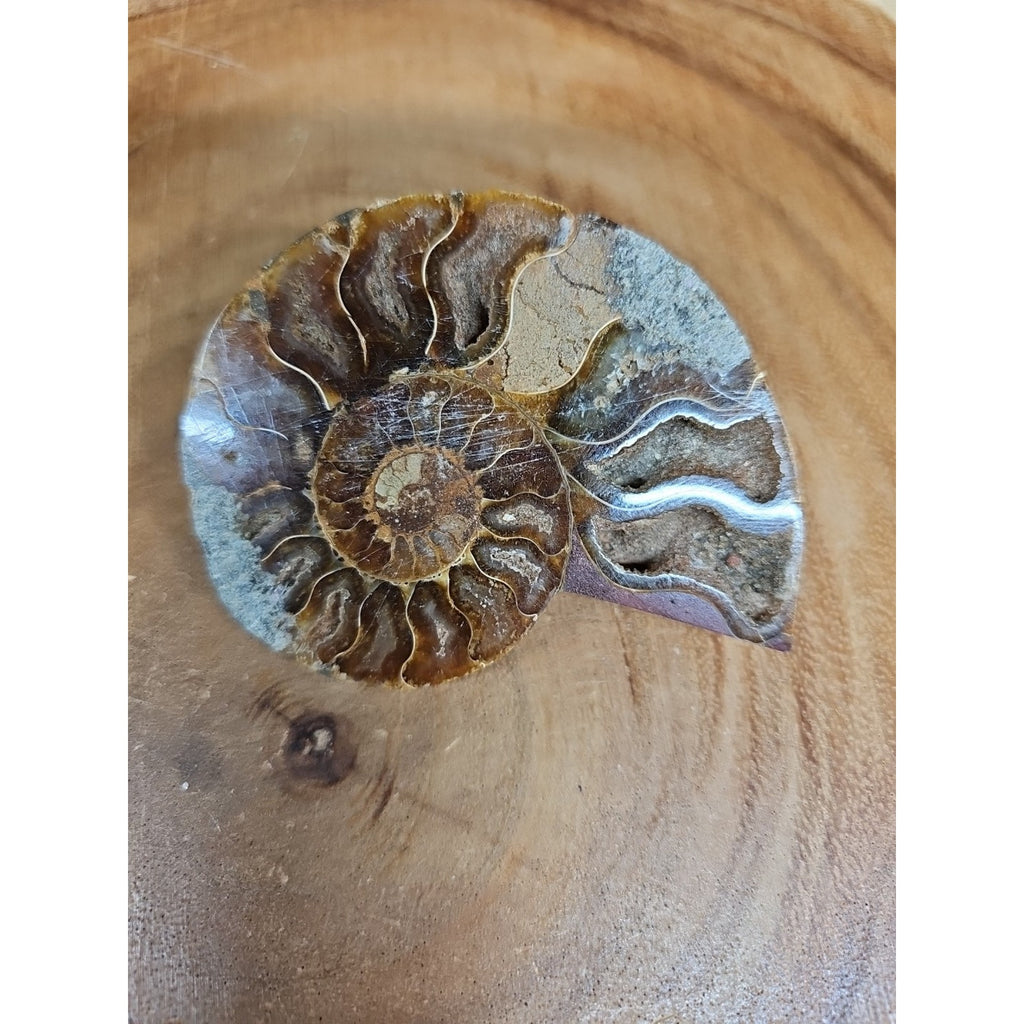Ammonite Fossil Small 52g by CrystalCloud Company