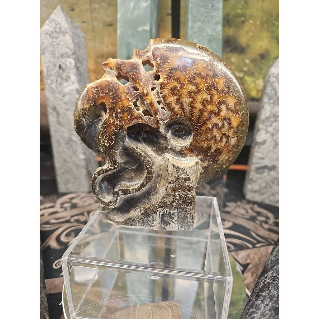 1.32LB Rare! Natural Tentacle Ammonite FossilSpecimen Shell Healing Madagascar by CrystalCloud Company