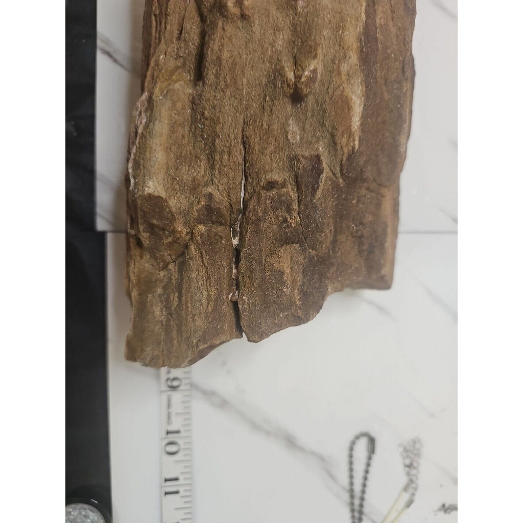 ❤️‍🔥Texas Petrified Wood! Raw Cool Details W/Stand Great Display by CrystalCloud Company