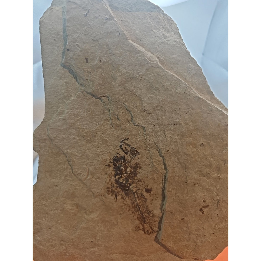 6lbs Fish fossil plate W/stand by CrystalCloud Company