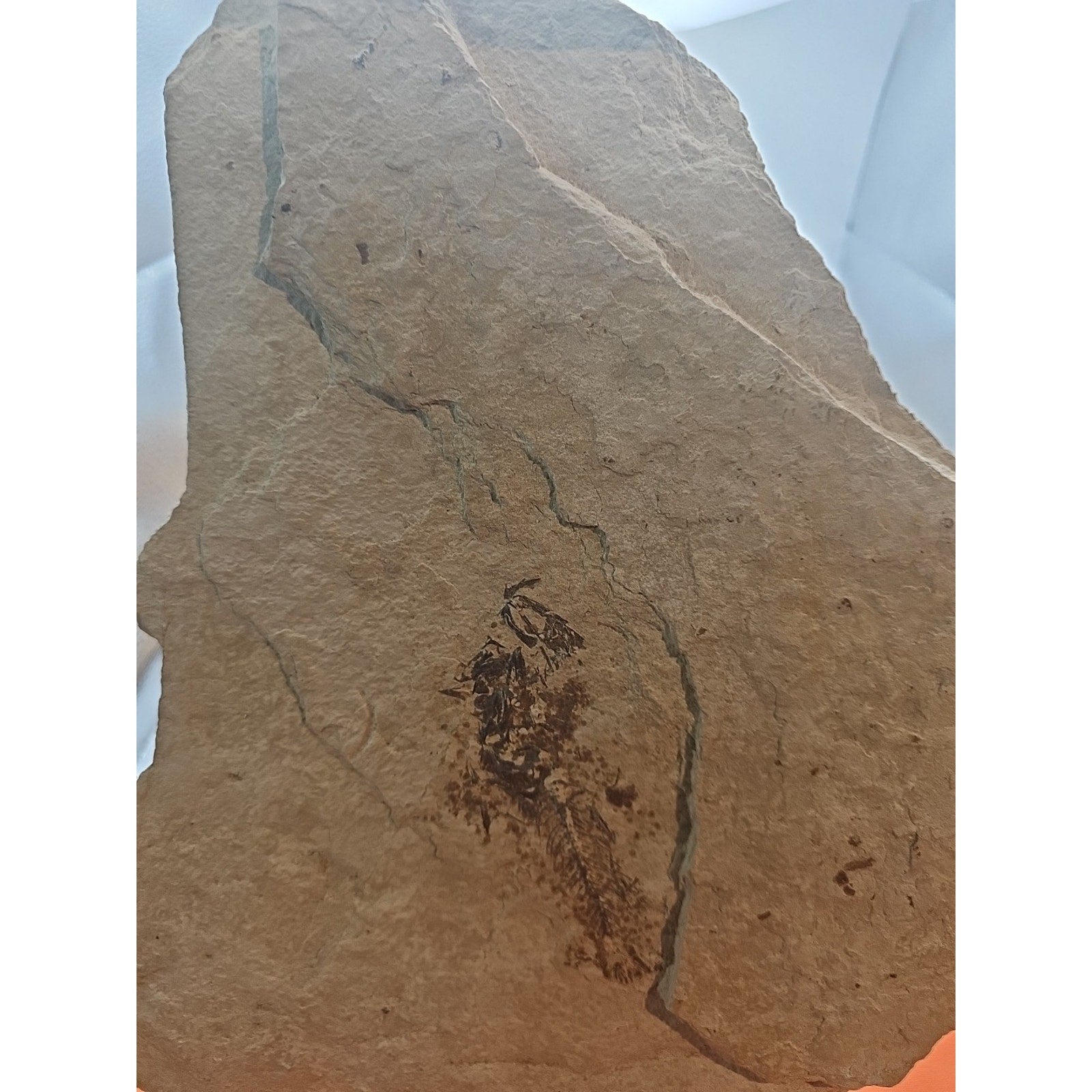 6lbs Fish fossil plate W/stand by CrystalCloud Company