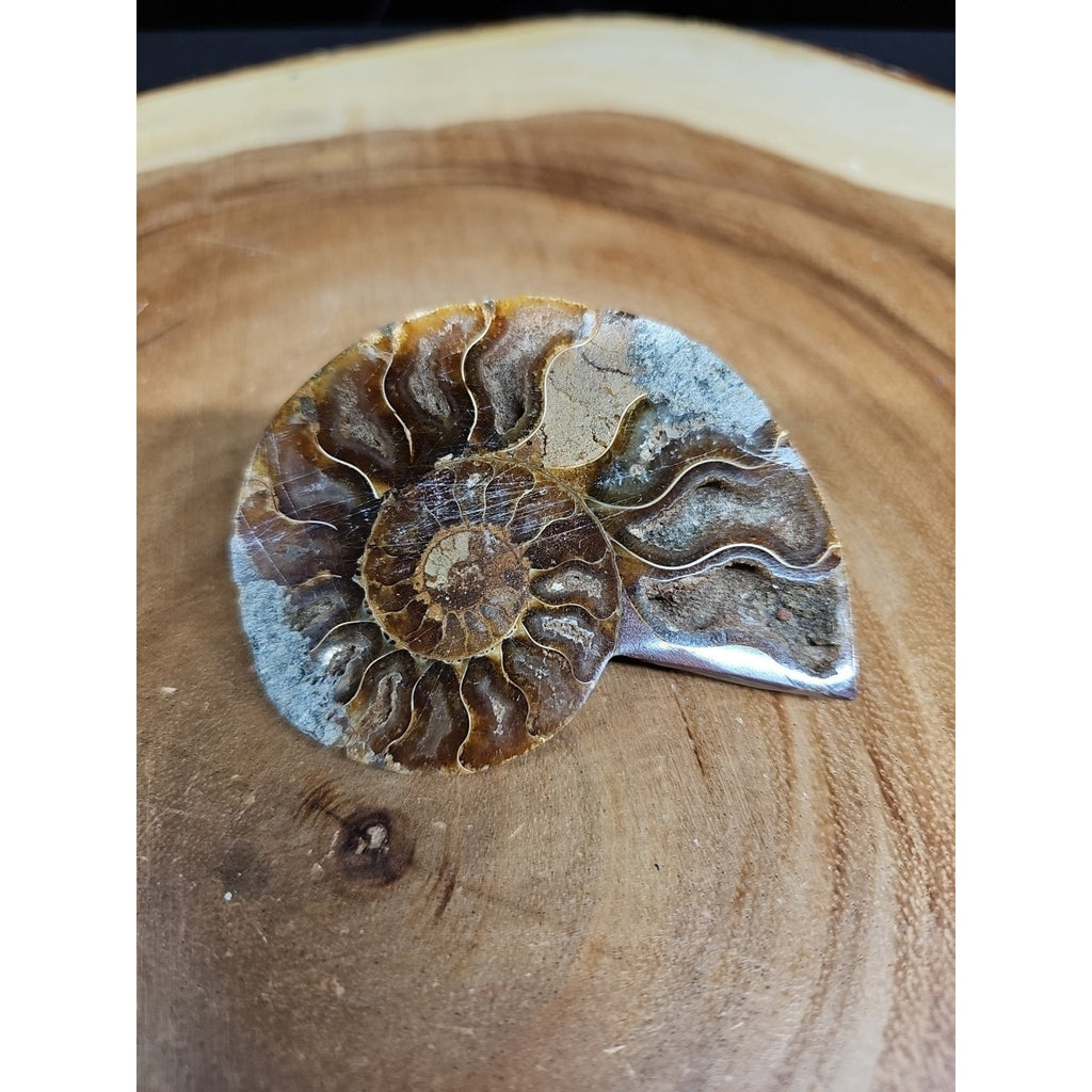 Ammonite Fossil Small 52g by CrystalCloud Company