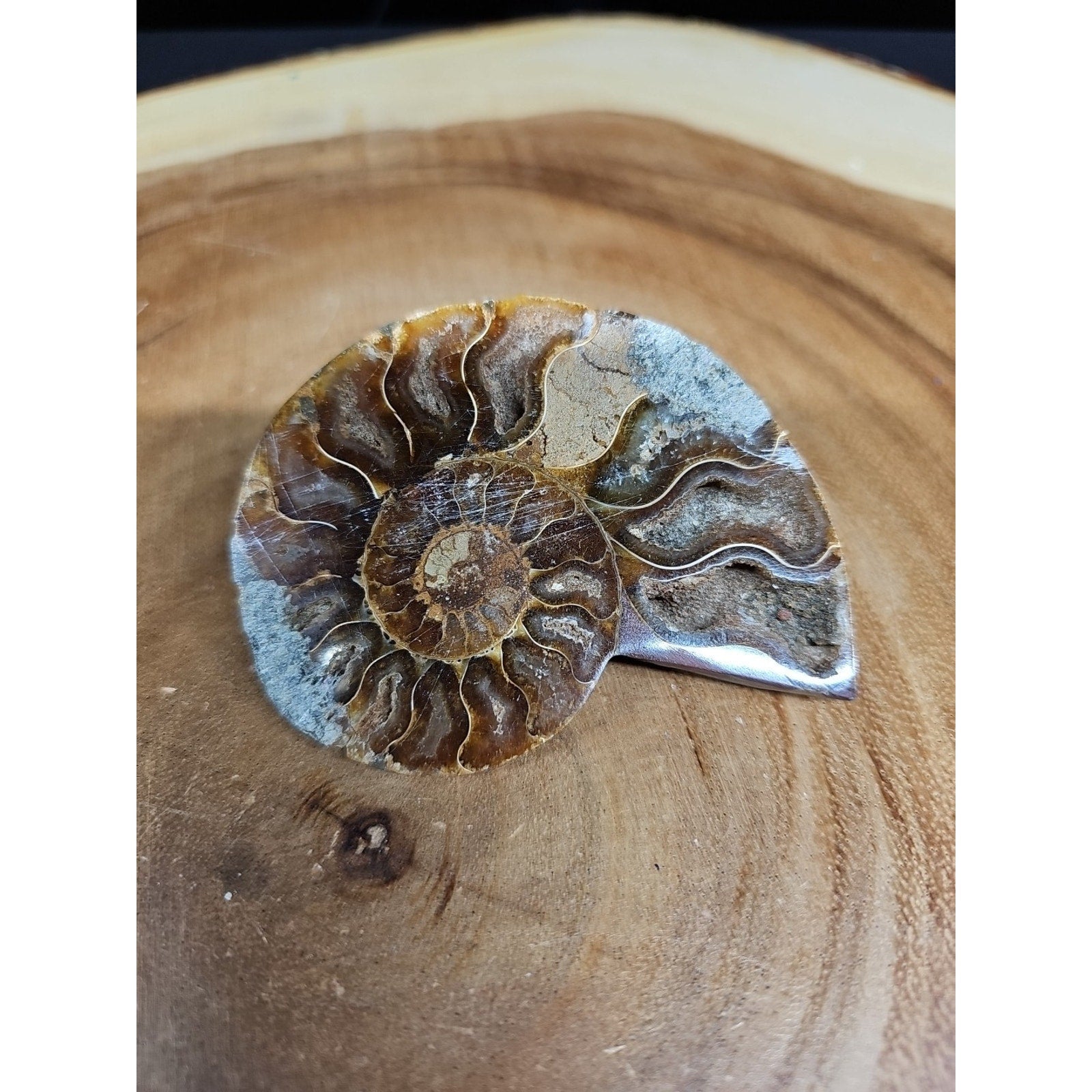 Ammonite Fossil Small 52g by CrystalCloud Company