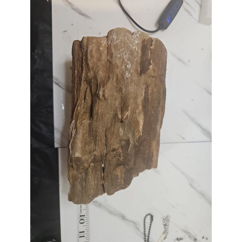 ❤️‍🔥Texas Petrified Wood! Raw Cool Details W/Stand Great Display by CrystalCloud Company