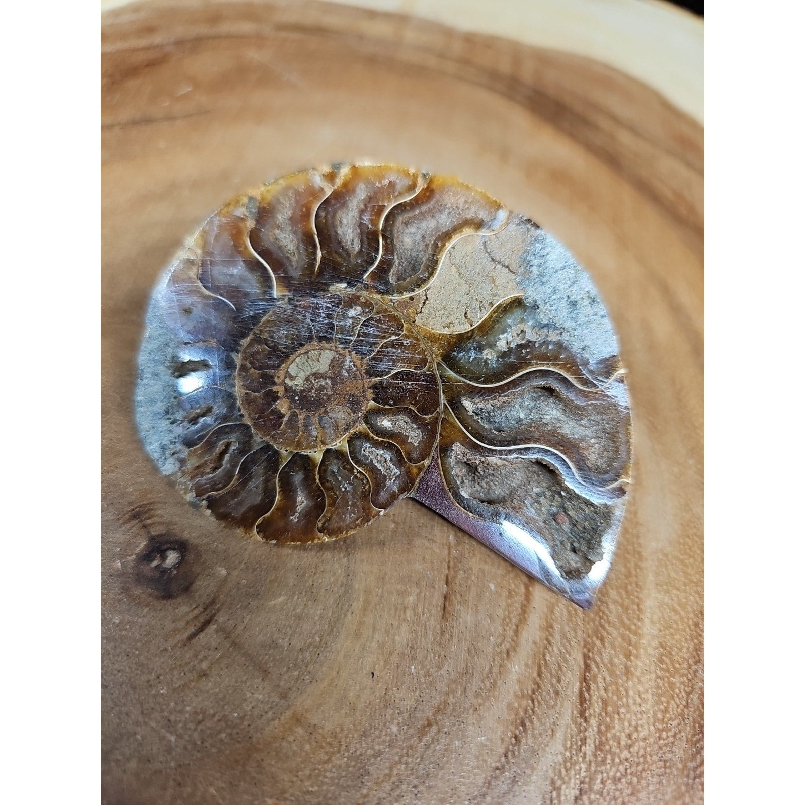 Ammonite Fossil Small 52g by CrystalCloud Company