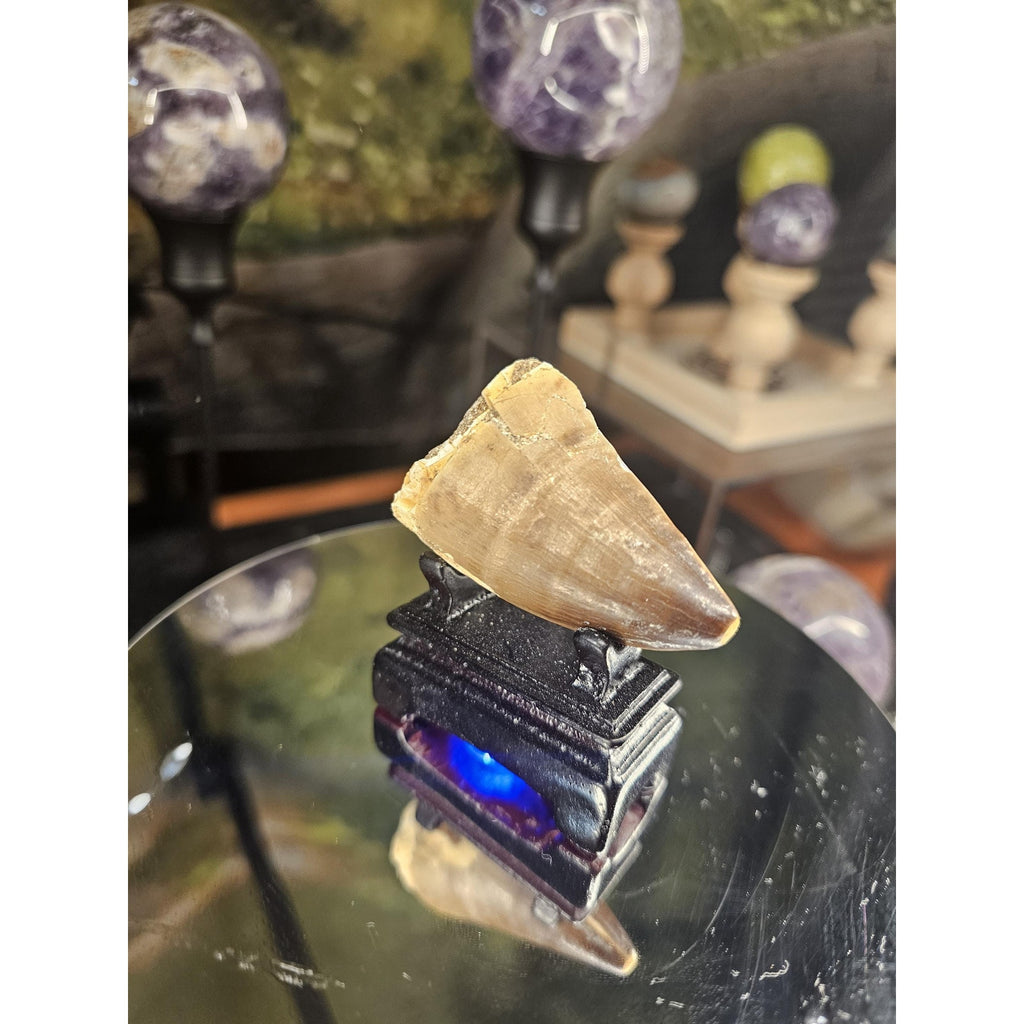 Mosasaurus Fossil Tooth by CrystalCloud Company