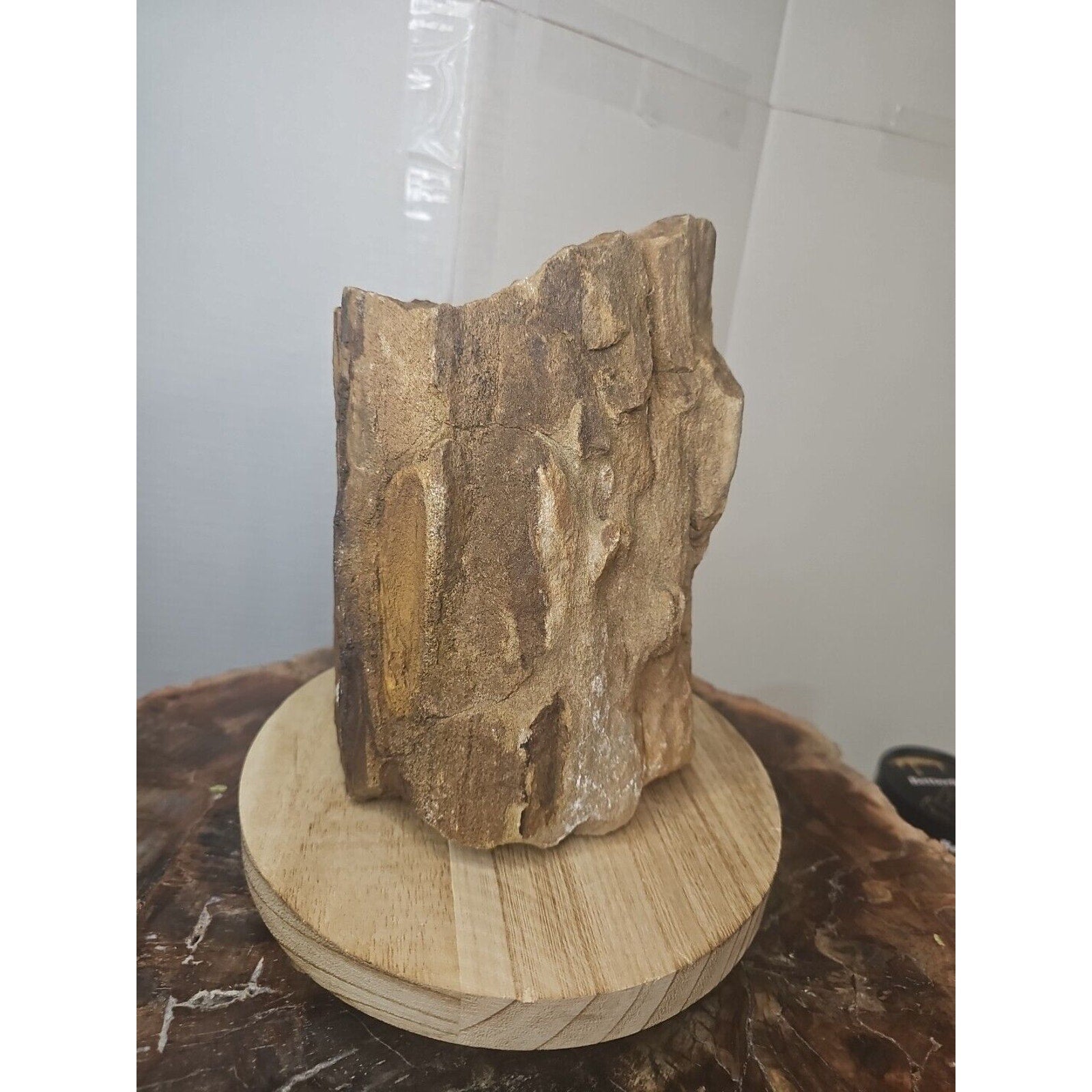 ❤️‍🔥Texas Petrified Wood! Raw Cool Details W/Stand Great Display by CrystalCloud Company