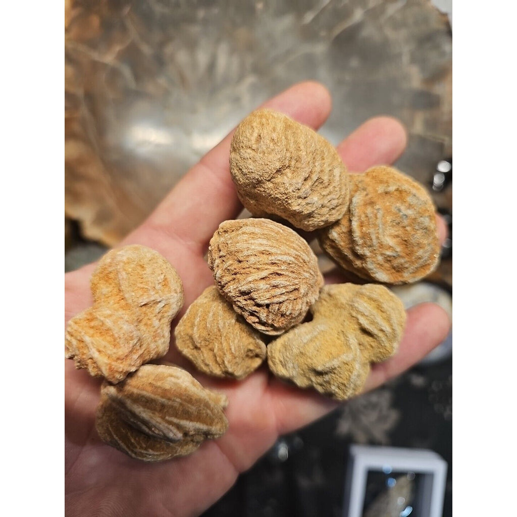 Desert Rose Stones by CrystalCloud Company