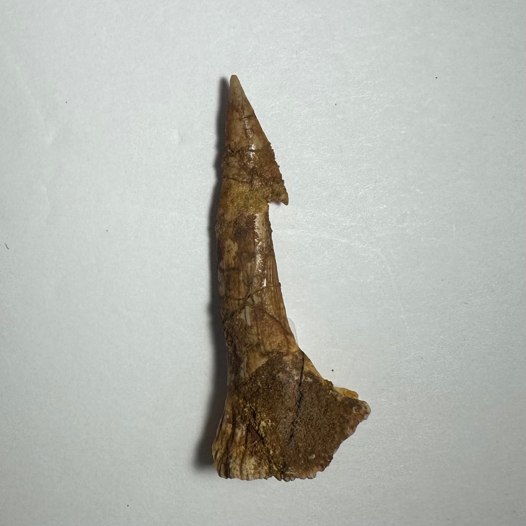 Onchopristis Barb/Tooth (MD)