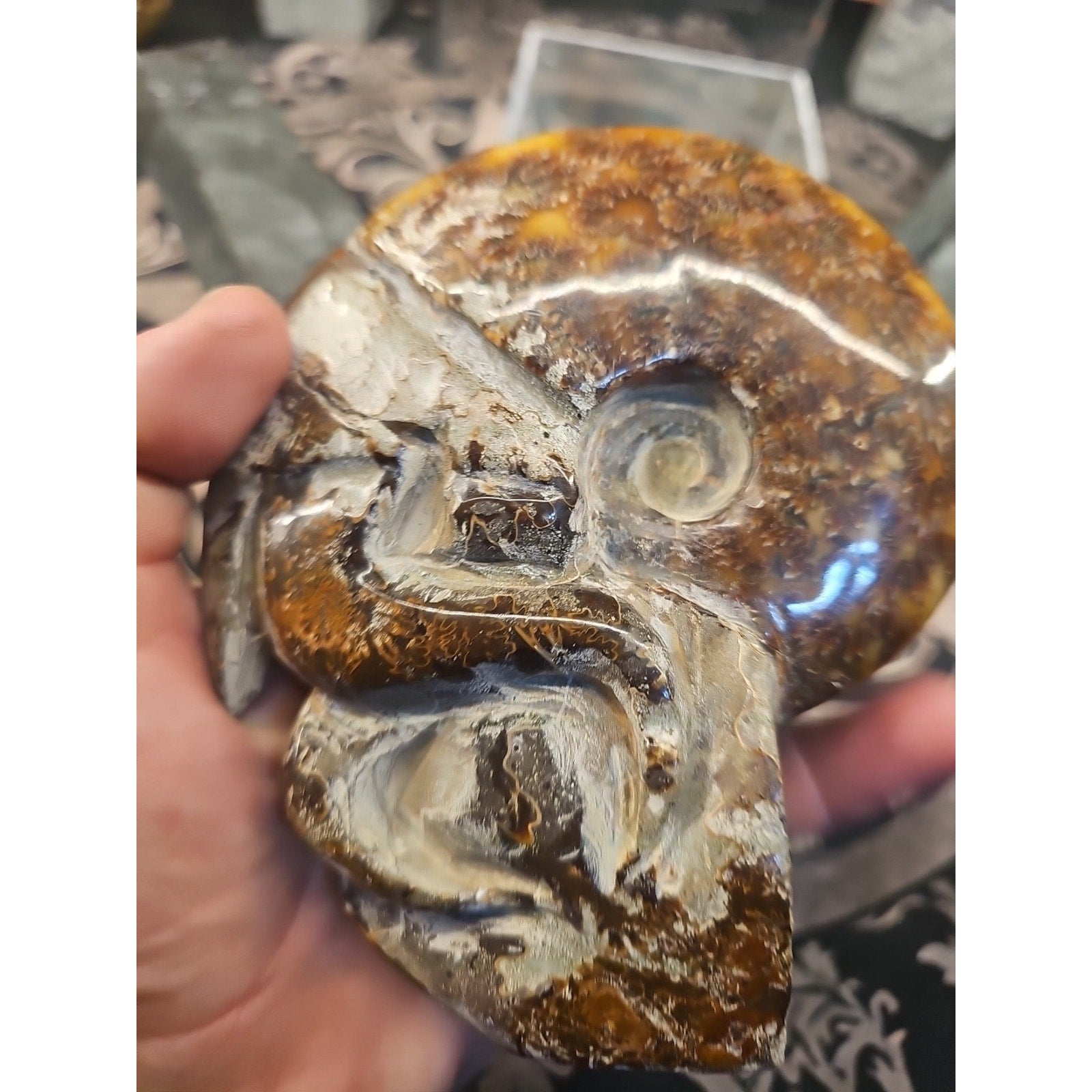 1.26LB Rare! Natural Tentacle Ammonite FossilSpecimen Shell Healing Madagascar by CrystalCloud Company