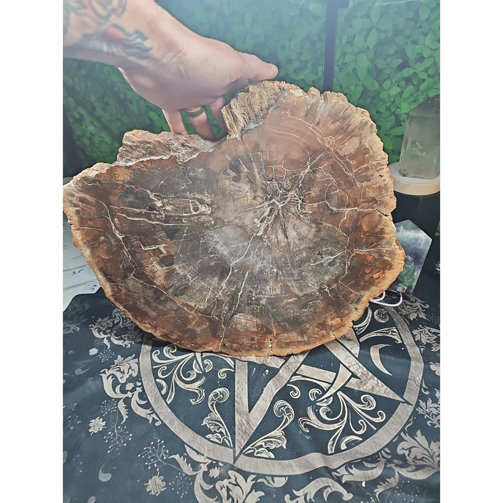 27.3 lb Fossil Wood Quartz Hedgehog Sculpture — Artisan Mineral Statement Piece | CrystalCloud Company by CrystalCloud Company
