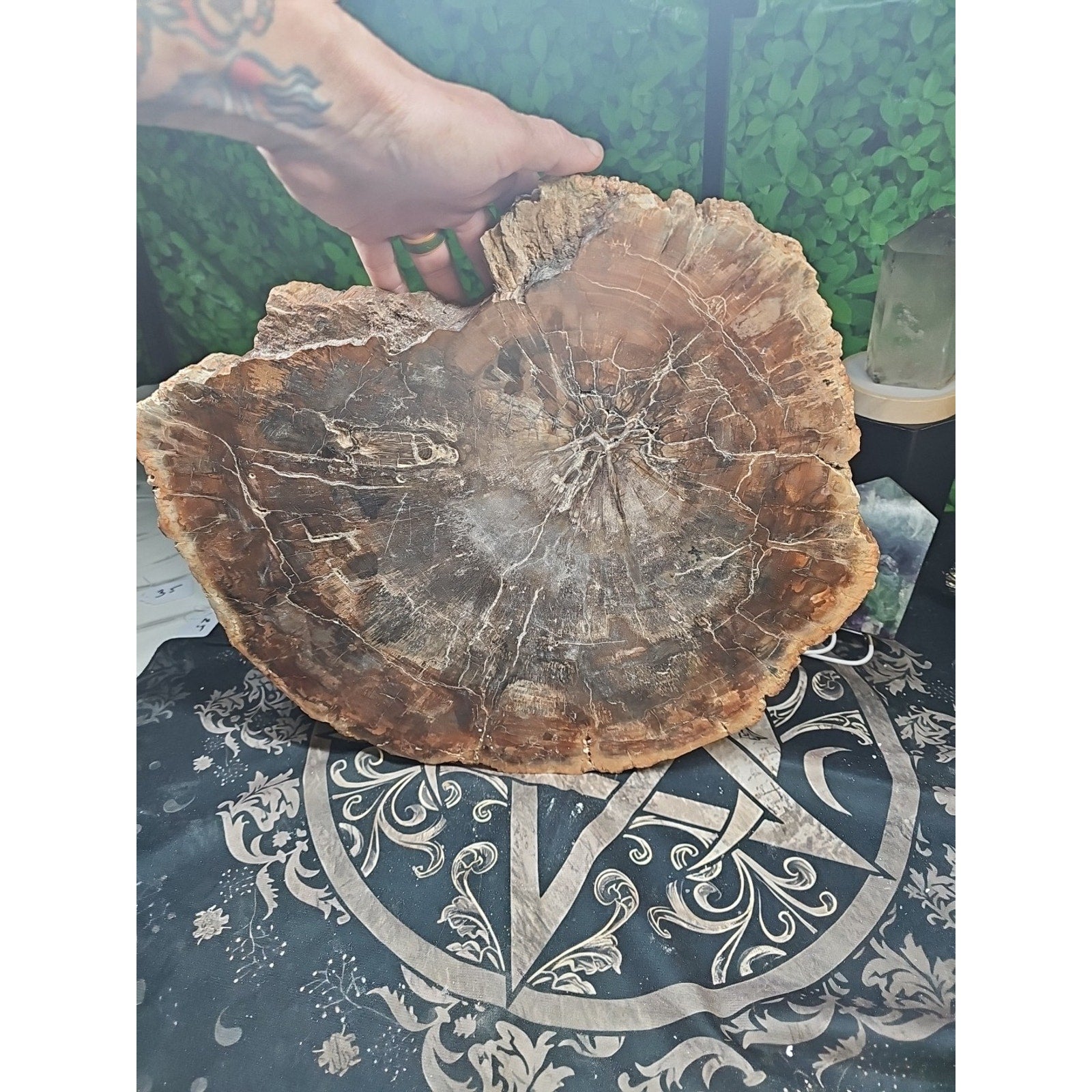 27.3 lb Fossil Wood Quartz Hedgehog Sculpture — Artisan Mineral Statement Piece | CrystalCloud Company by CrystalCloud Company