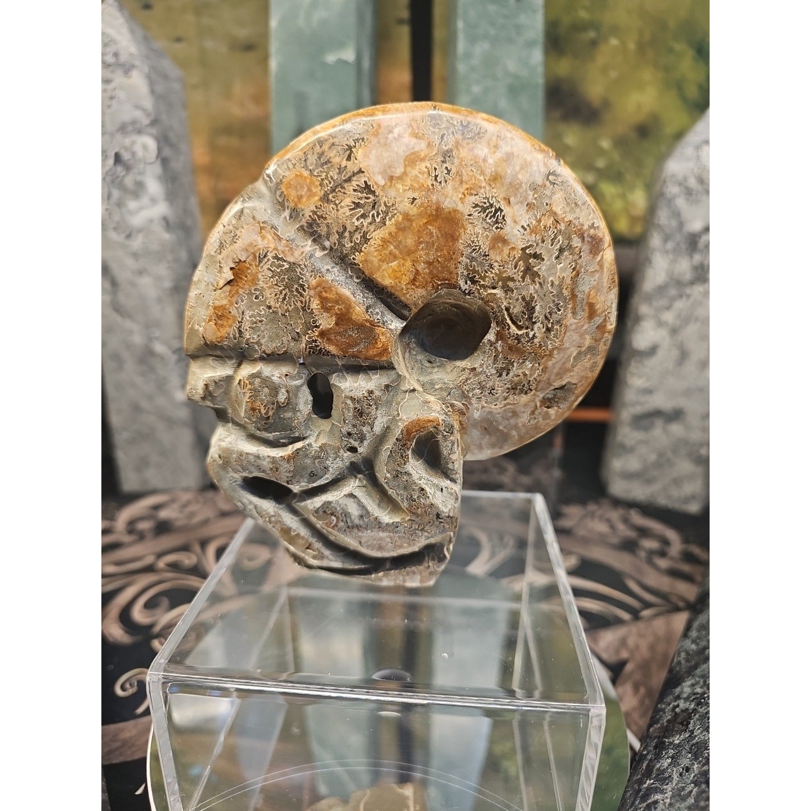 1.12LB Natural Madagascar Ammonite Fossil - Ancient Geometry Specimen | CrystalCloud Company by CrystalCloud Company