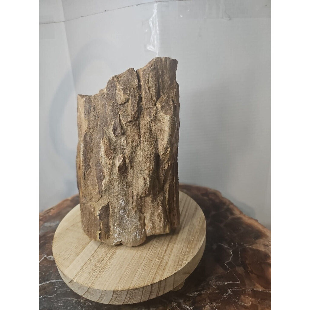 ❤️‍🔥Texas Petrified Wood! Raw Cool Details W/Stand Great Display by CrystalCloud Company