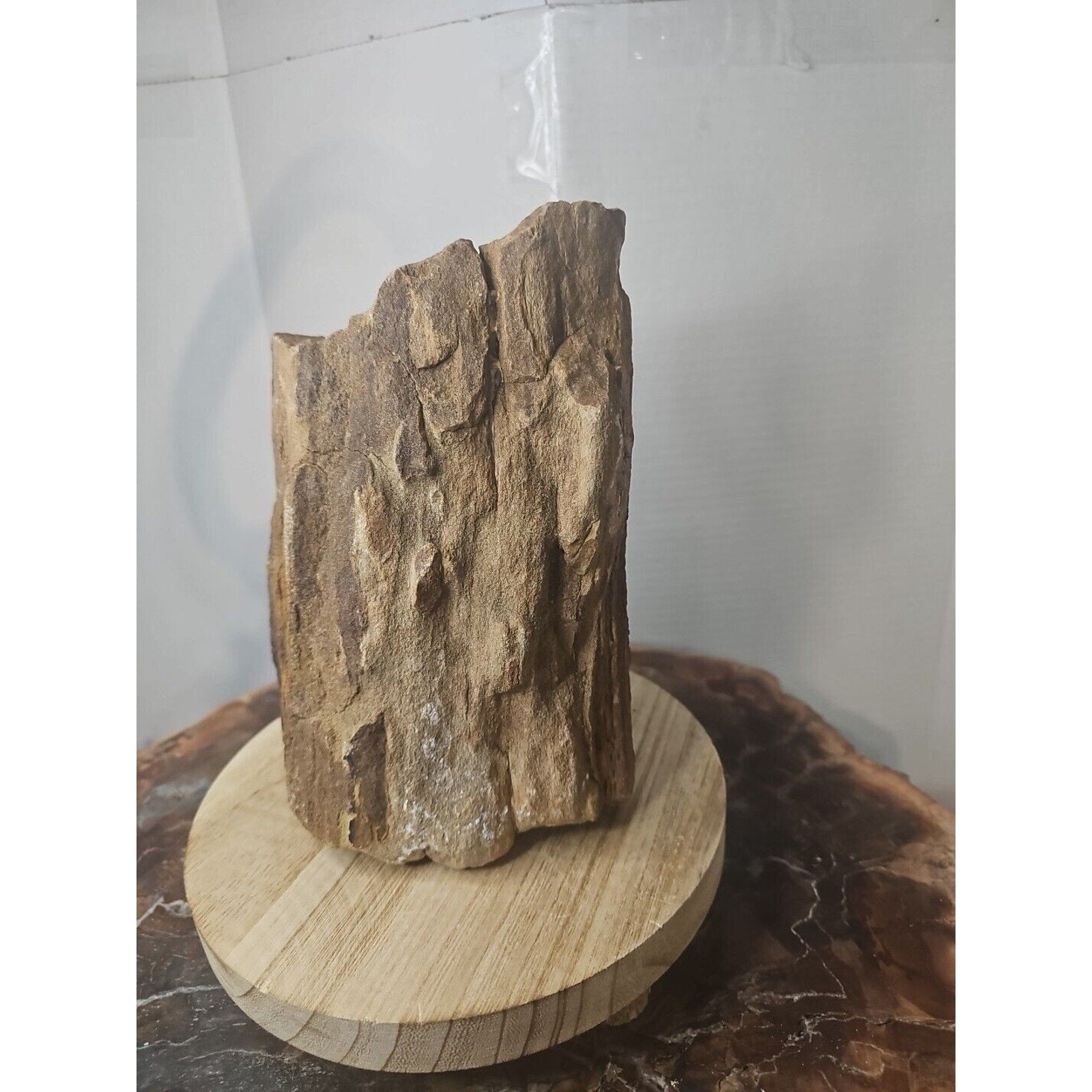 ❤️‍🔥Texas Petrified Wood! Raw Cool Details W/Stand Great Display by CrystalCloud Company