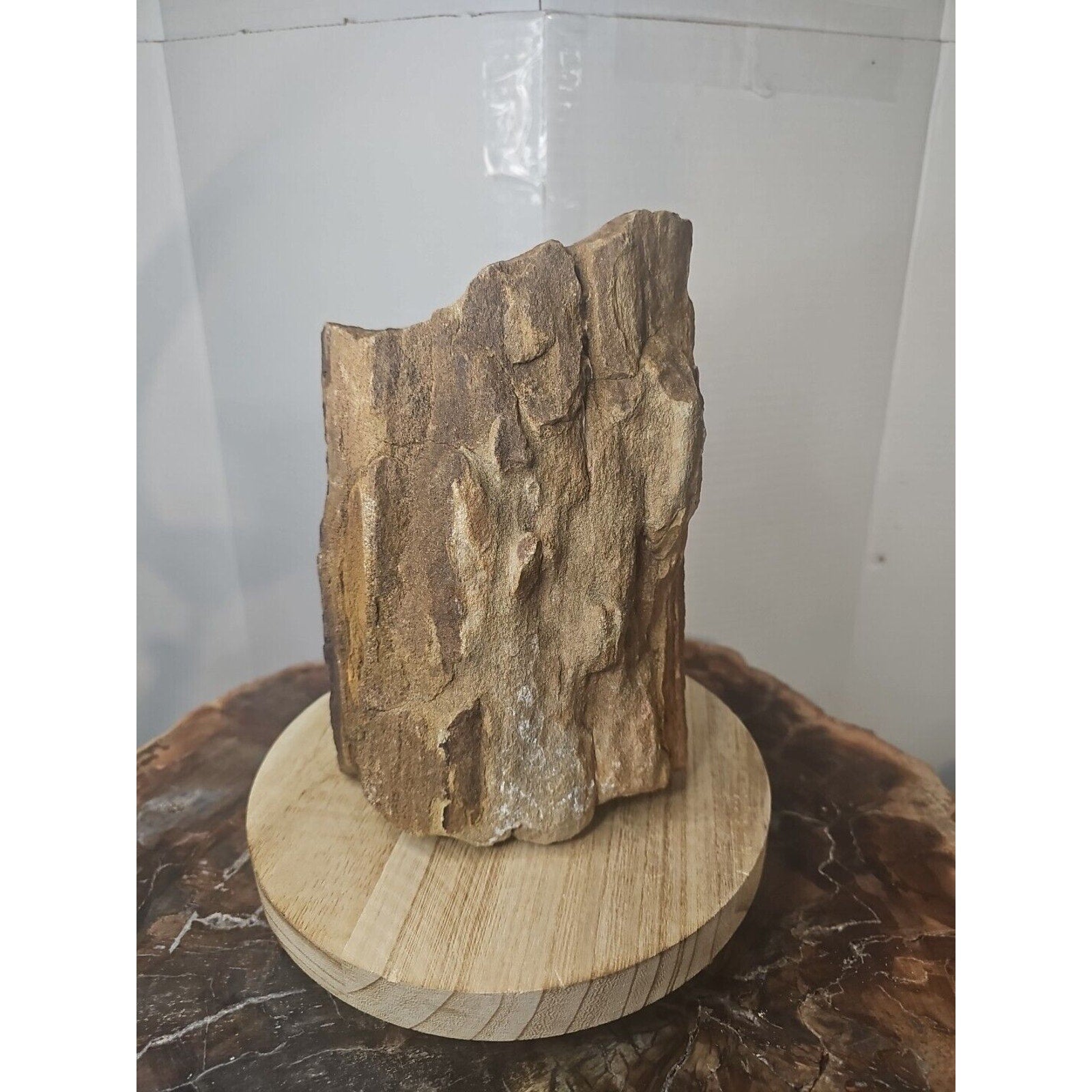 ❤️‍🔥Texas Petrified Wood! Raw Cool Details W/Stand Great Display by CrystalCloud Company