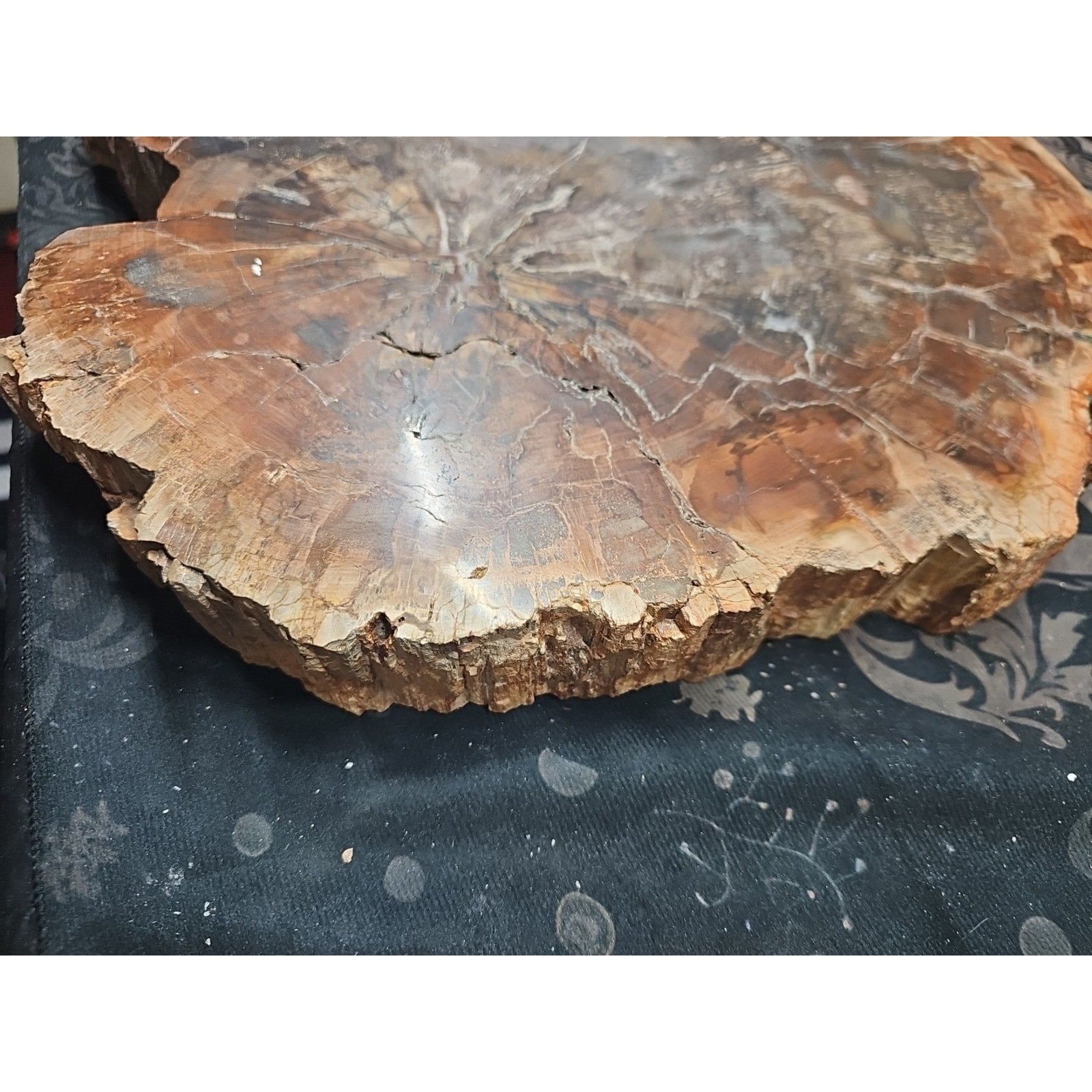 27.3 lb Fossil Wood Quartz Hedgehog Sculpture — Artisan Mineral Statement Piece | CrystalCloud Company by CrystalCloud Company