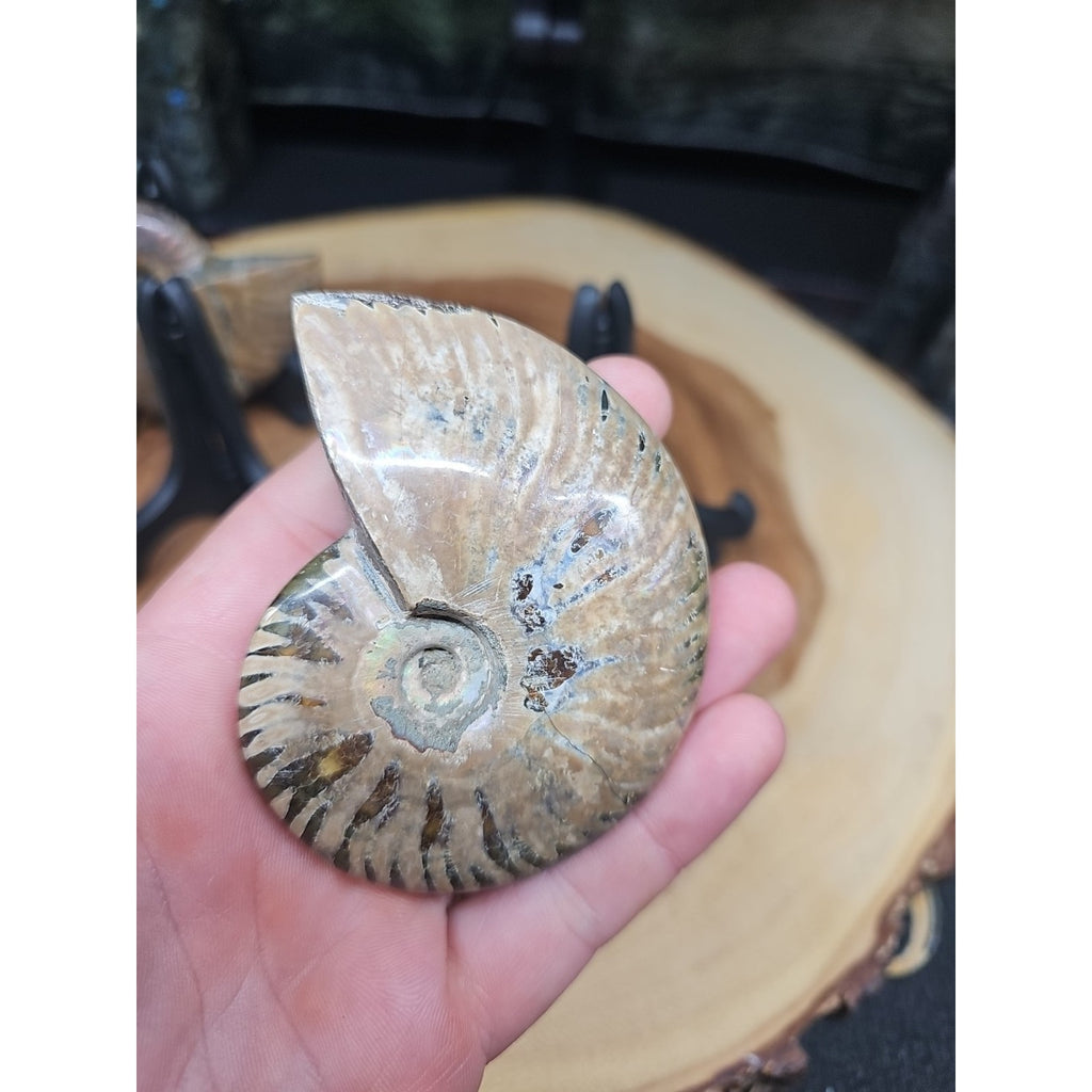 1 Each Ammonite Fossil Polished From Madagascar 145-175 Grams W/stand by CrystalCloud Company