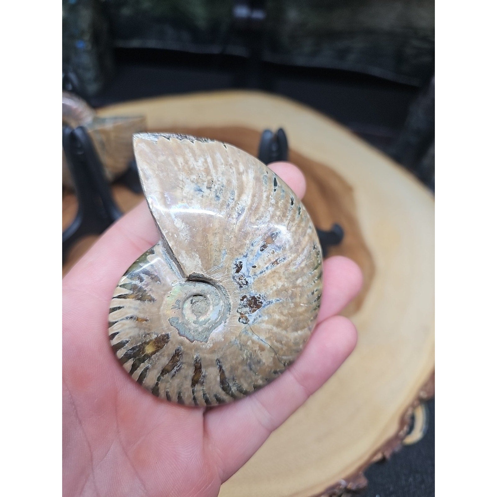 1 Each Ammonite Fossil Polished From Madagascar 145-175 Grams W/stand by CrystalCloud Company