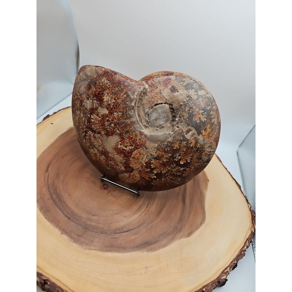 2.36LB Rare! Natural Ammonite Fossil Specimen Shell Madagascar by CrystalCloud Company