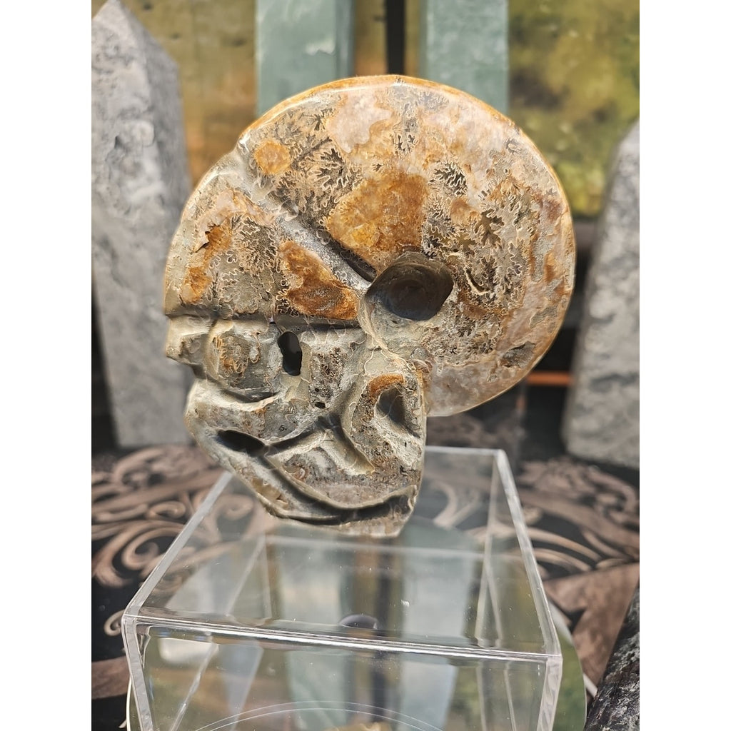 1.12LB Natural Madagascar Ammonite Fossil - Ancient Geometry Specimen | CrystalCloud Company by CrystalCloud Company