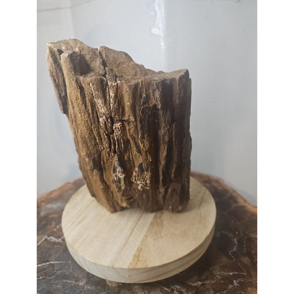 ❤️‍🔥Texas Petrified Wood! Raw Cool Details W/Stand Great Display by CrystalCloud Company