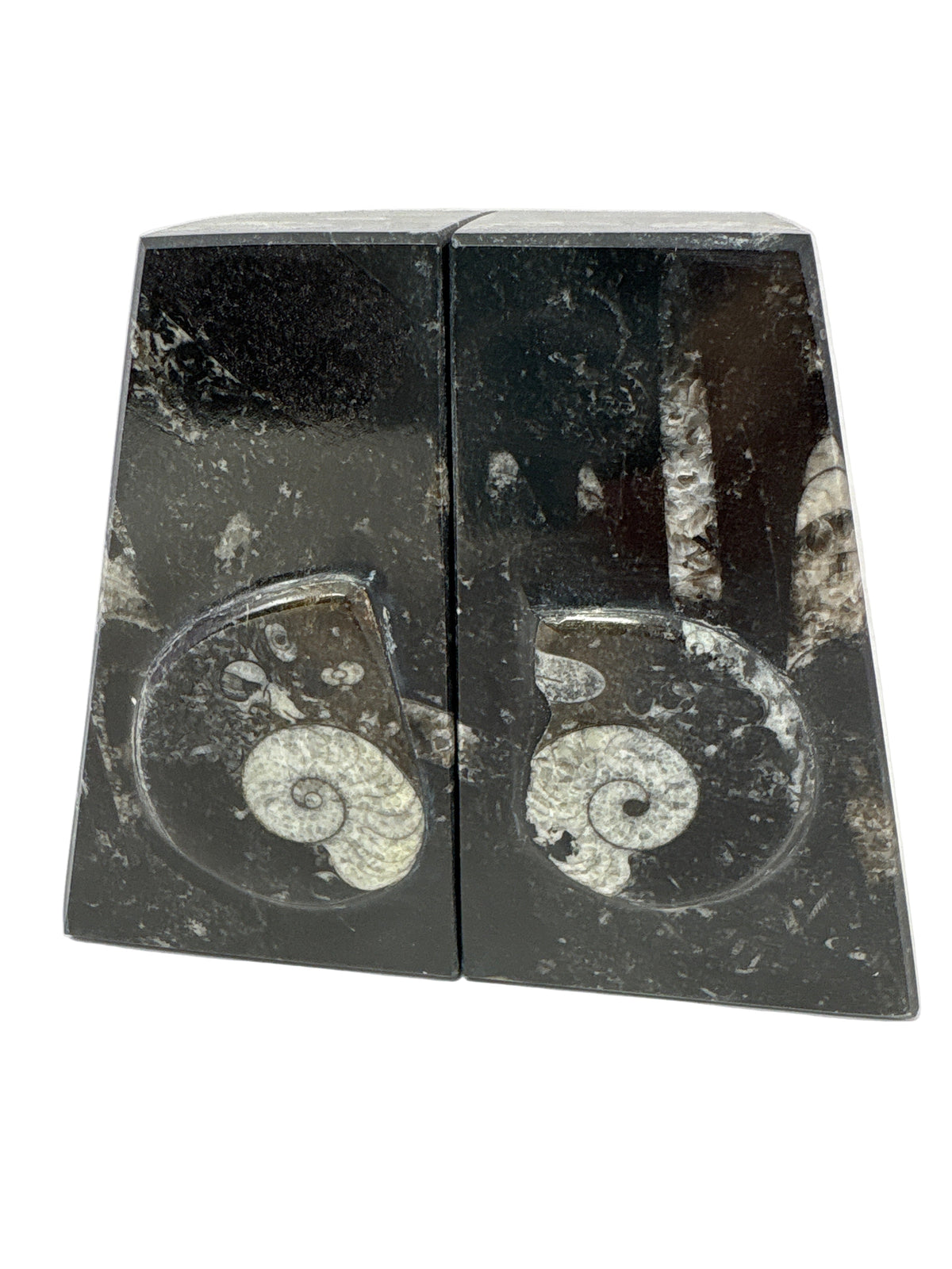 Ammonite and Orthoceras Fossil Bookends in Black Seabed - Trapezoid