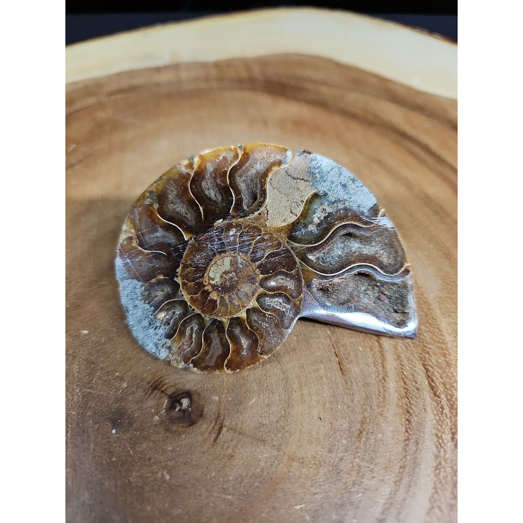 Ammonite Fossil Small 52g by CrystalCloud Company