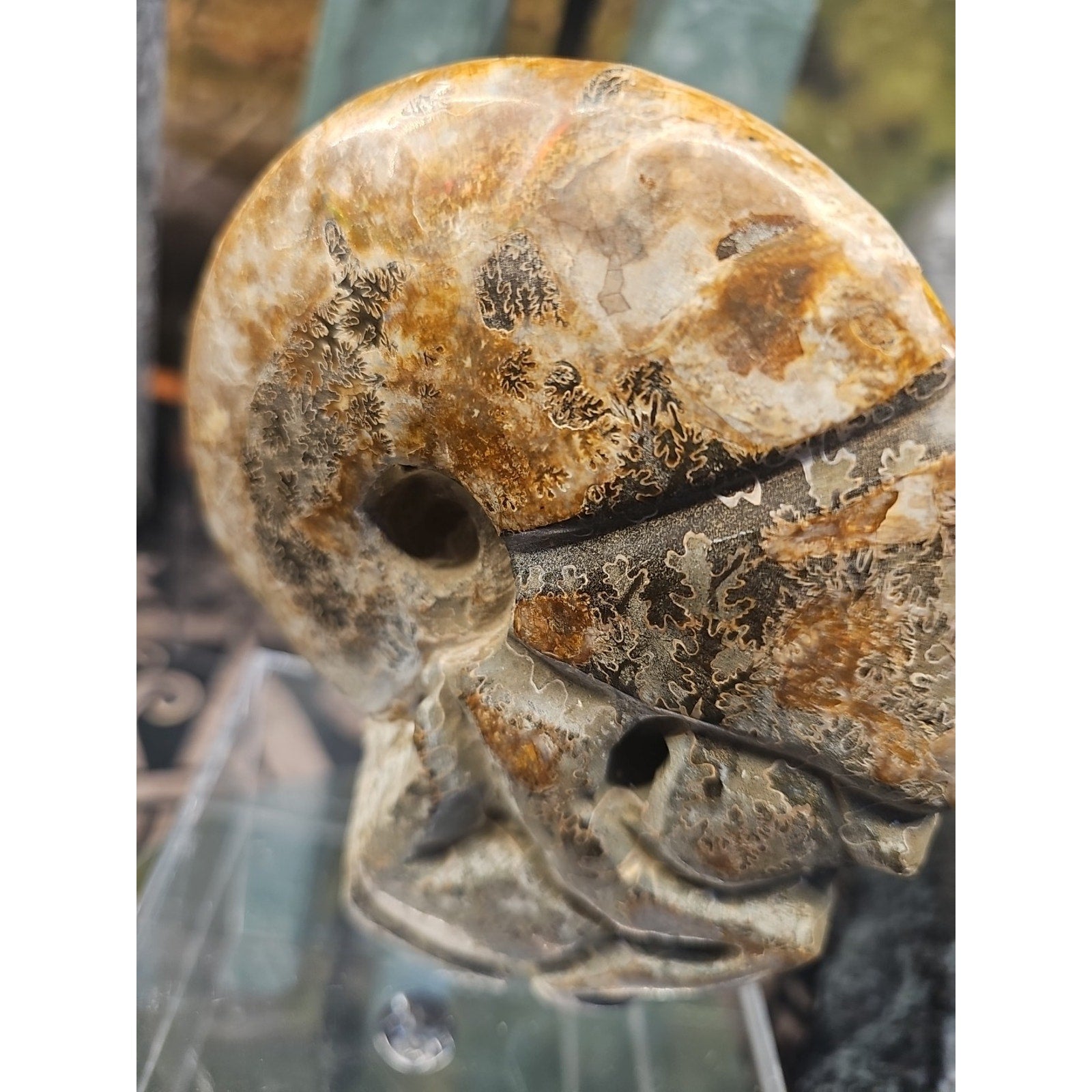 1.12LB Natural Madagascar Ammonite Fossil - Ancient Geometry Specimen | CrystalCloud Company by CrystalCloud Company
