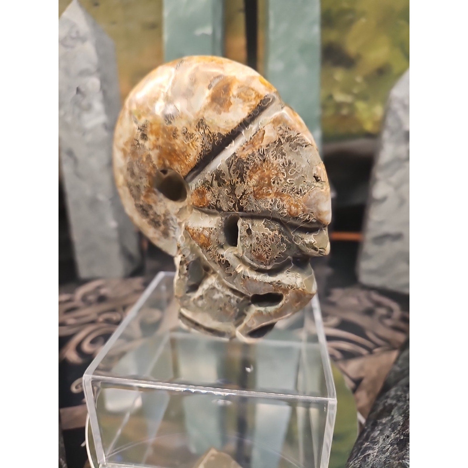 1.12LB Natural Madagascar Ammonite Fossil - Ancient Geometry Specimen | CrystalCloud Company by CrystalCloud Company