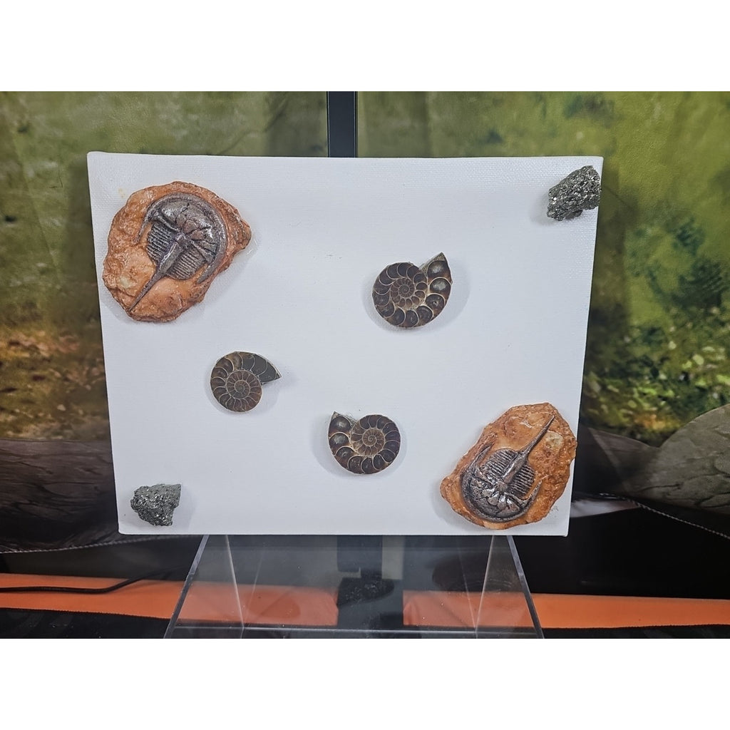 Ammonite Fossil Polished Art by CrystalCloud Company