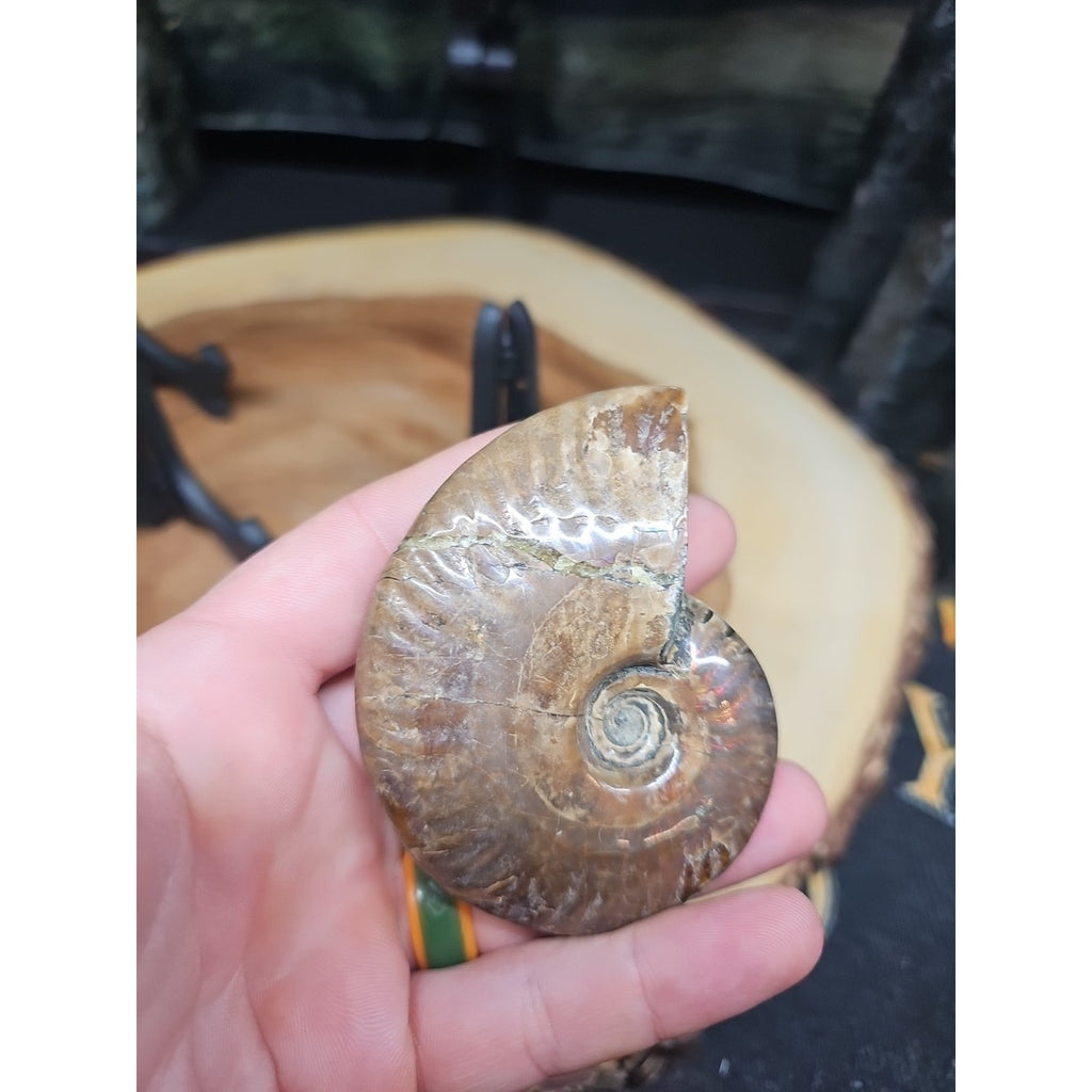1 Each Ammonite Fossil Polished From Madagascar 145-175 Grams W/stand by CrystalCloud Company