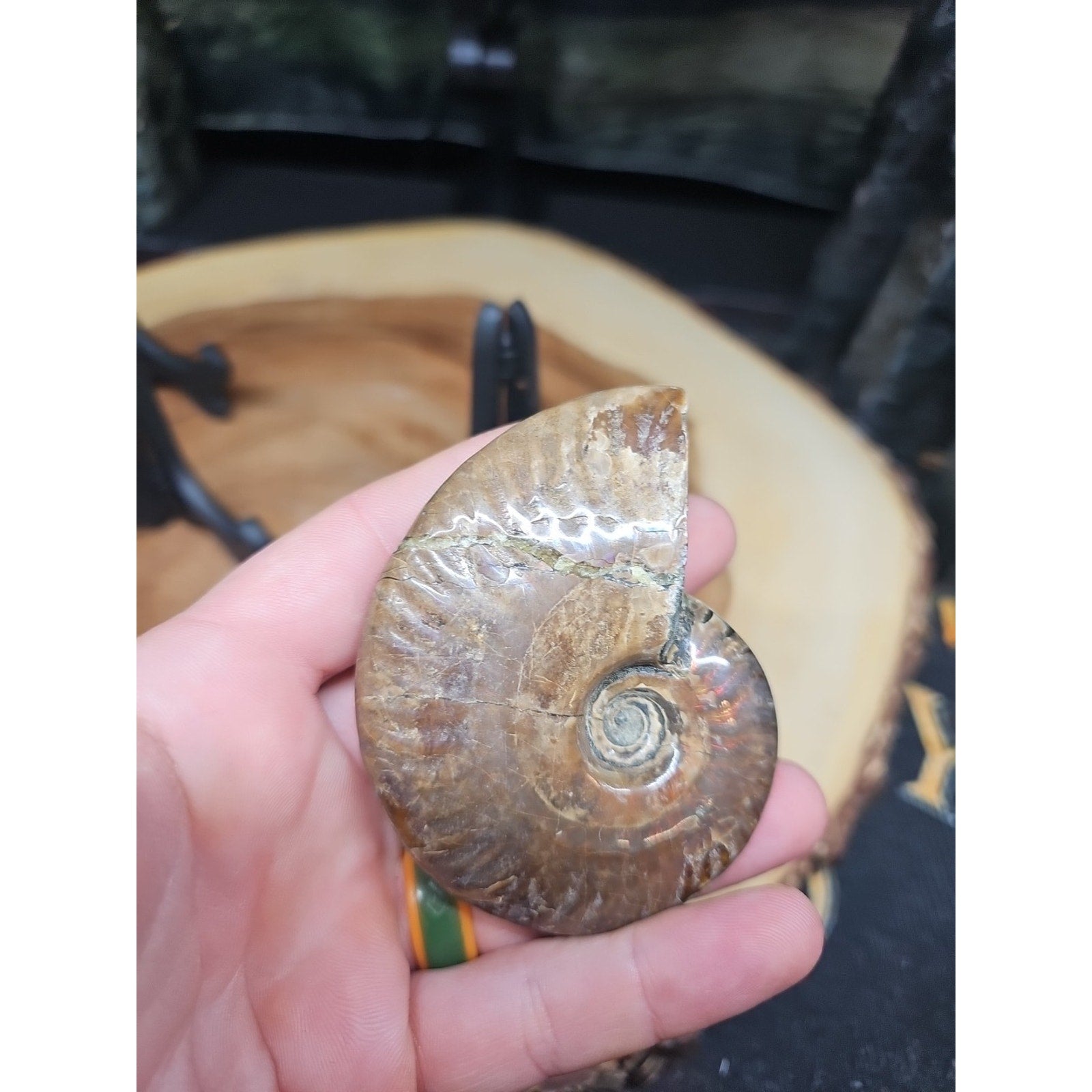 1 Each Ammonite Fossil Polished From Madagascar 145-175 Grams W/stand by CrystalCloud Company