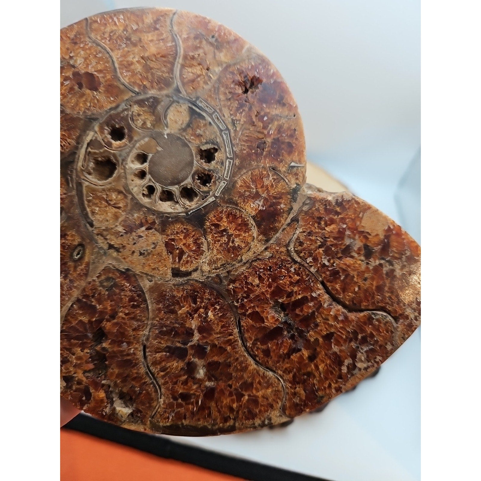 2.36LB Rare! Natural Ammonite Fossil Specimen Shell Madagascar by CrystalCloud Company